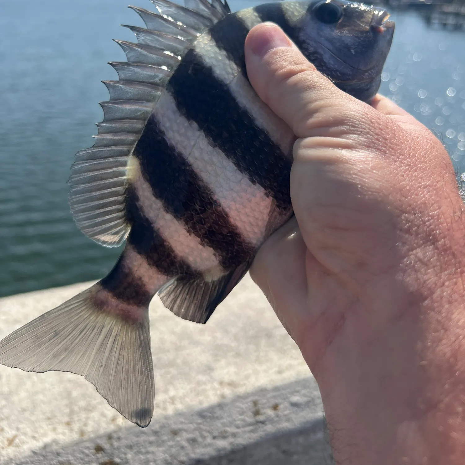 The most recent Sheepshead catches on Fishbrain