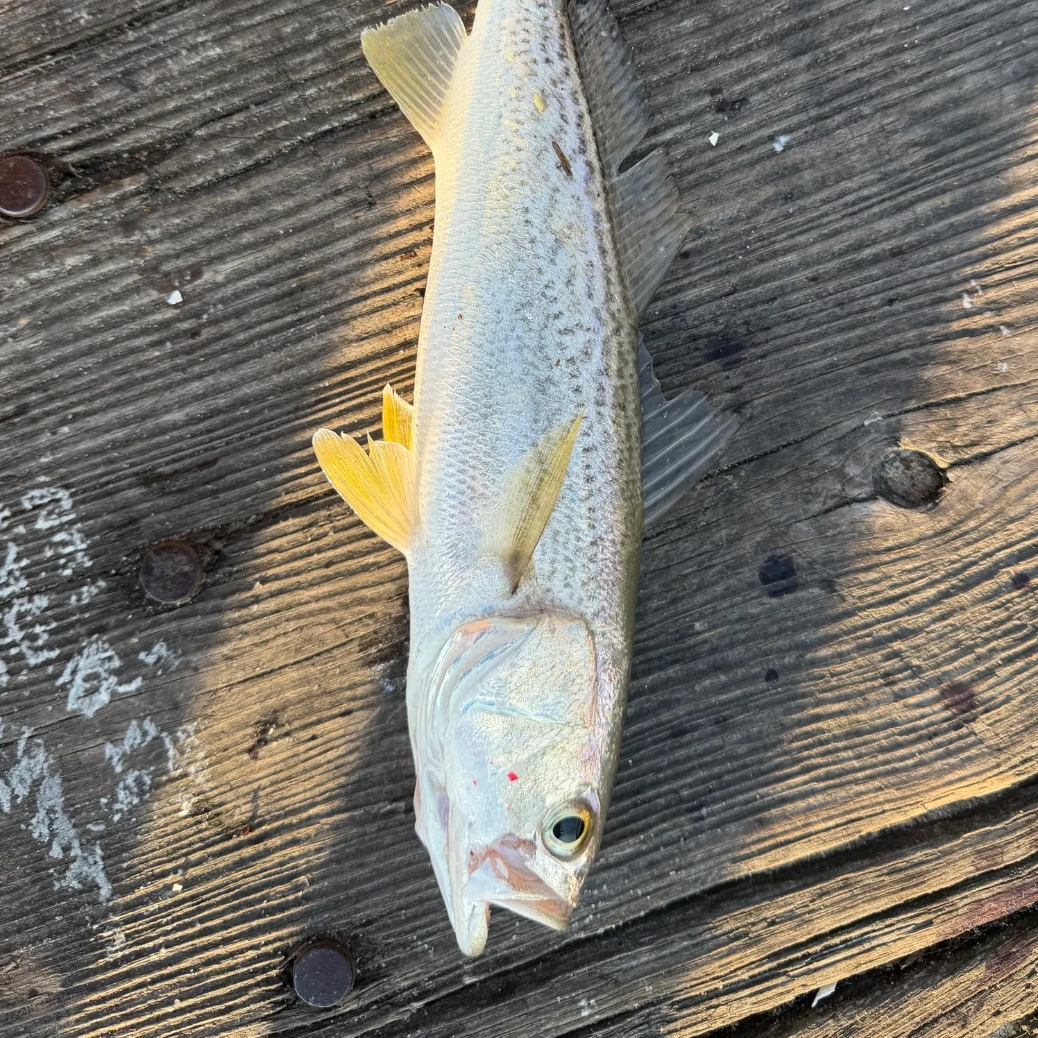 The most recent Gray weakfish catches on Fishbrain