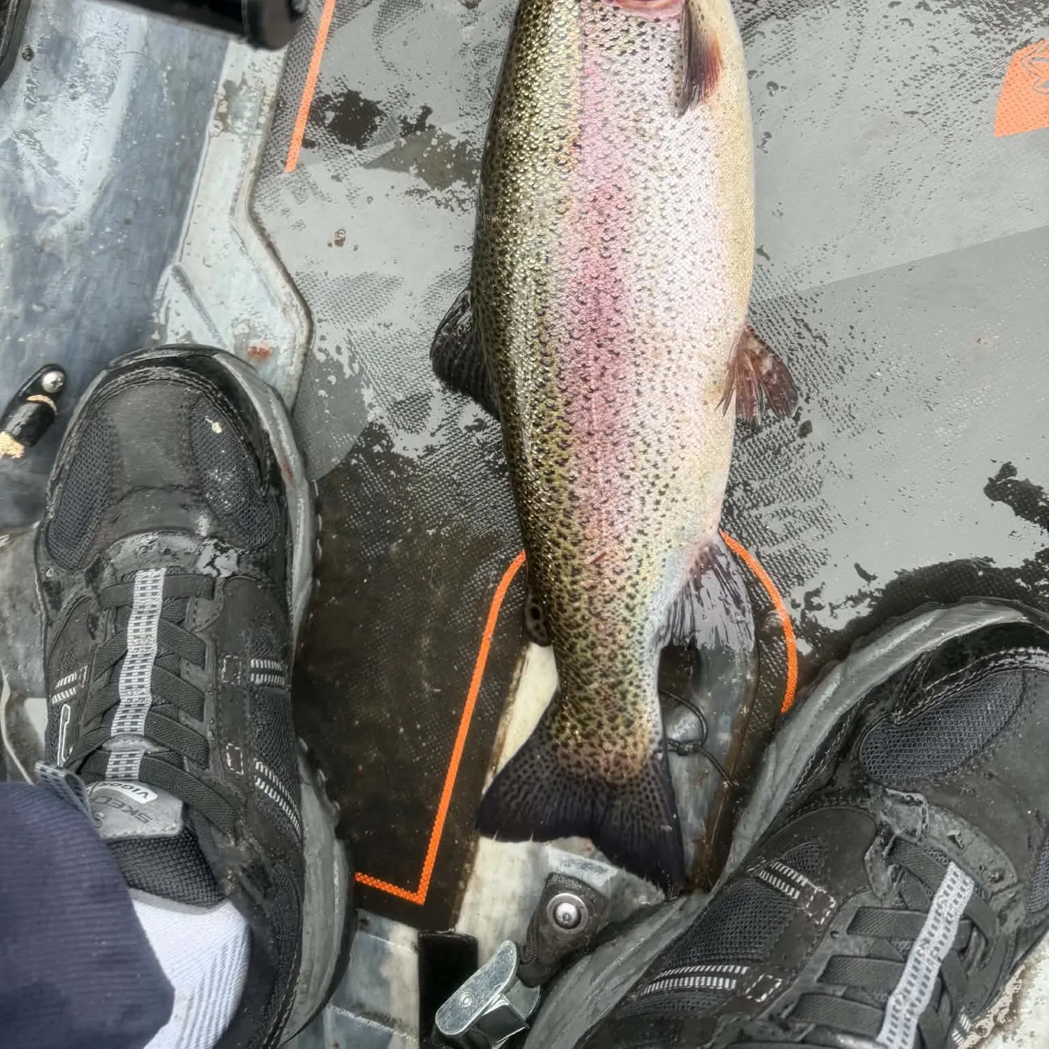 Rainbow trout caught on Fishbrain