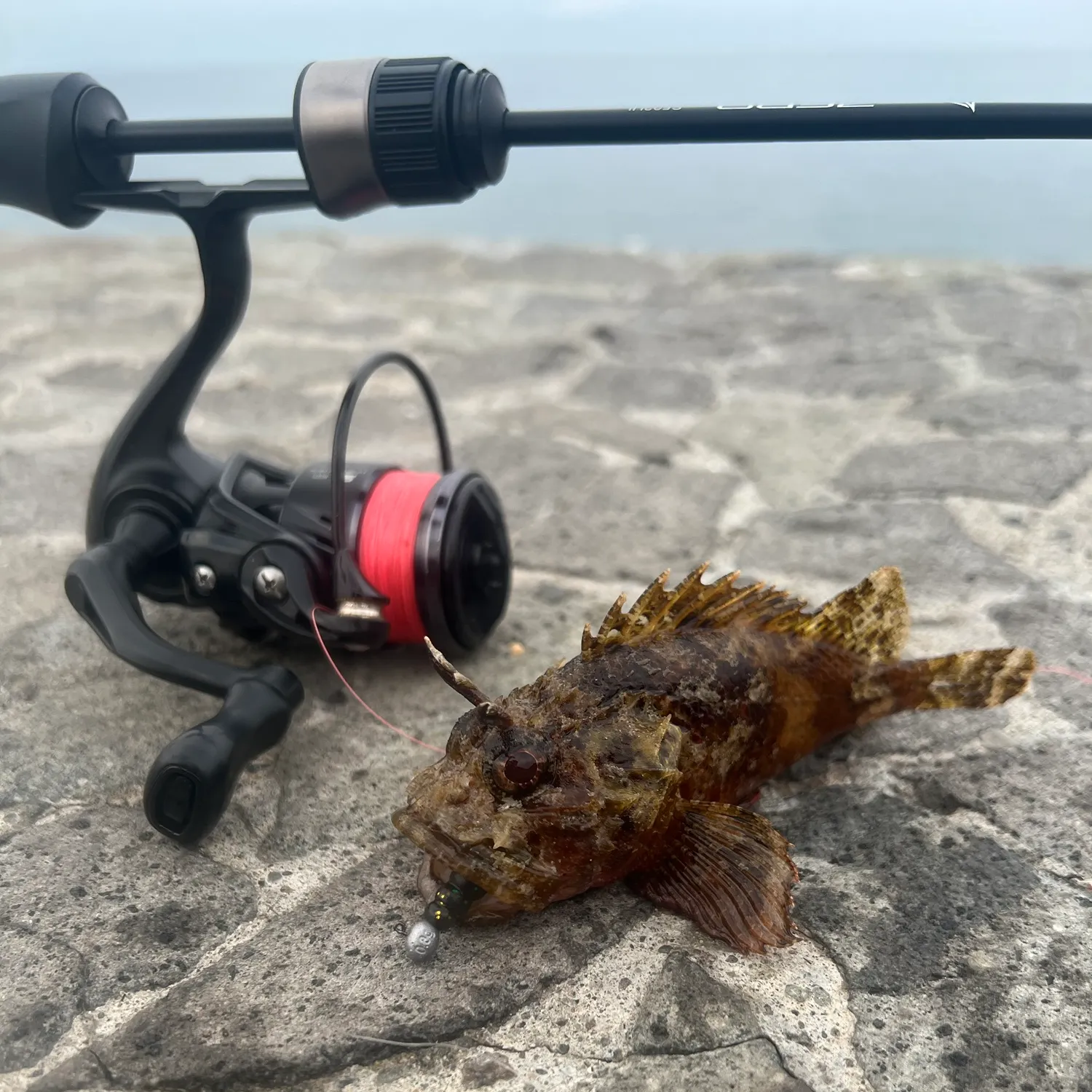 The most recent Golden scorpionfish catches on Fishbrain