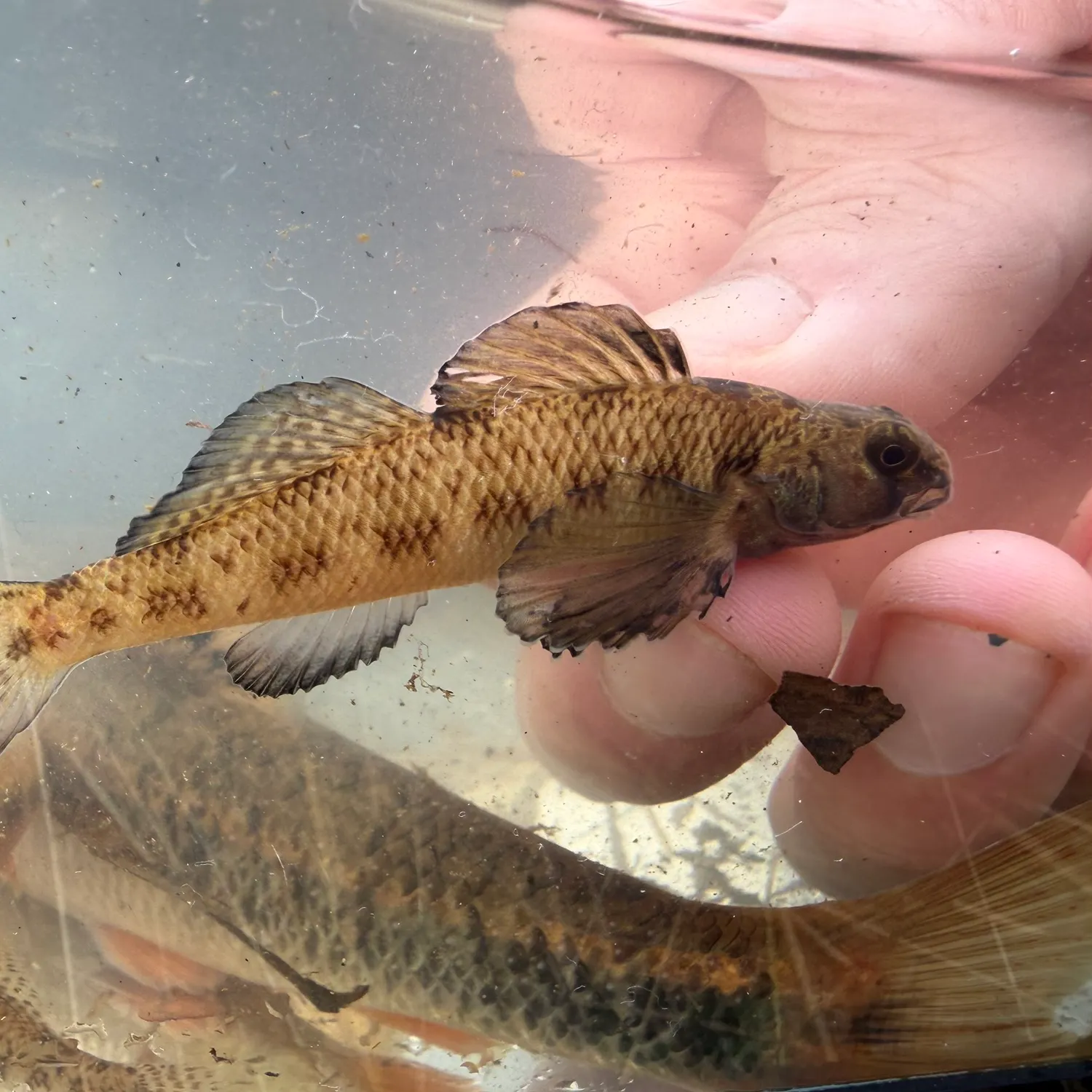 The most recent Southern tesselated darter catches on Fishbrain