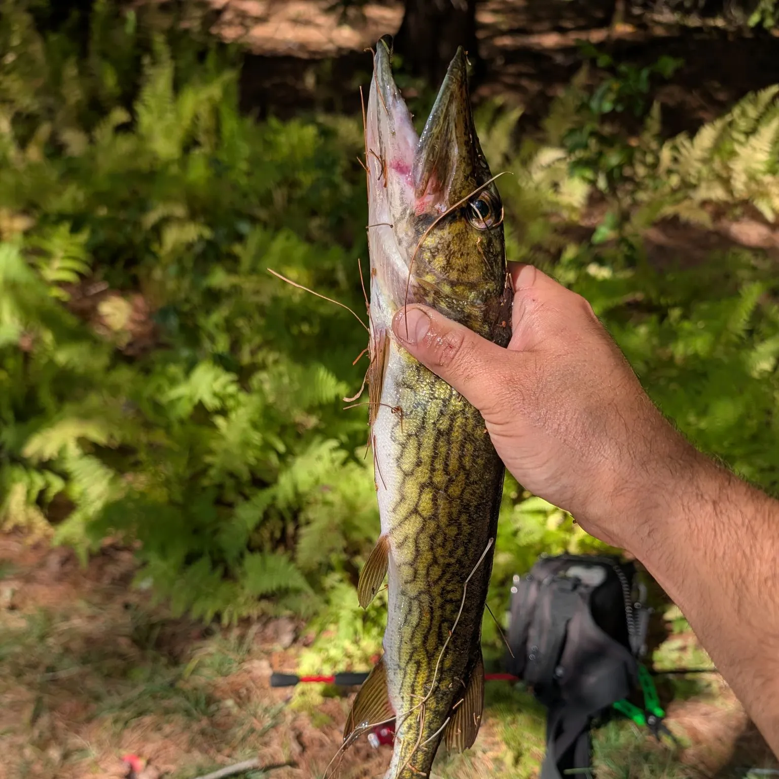 Chain pickerel caught on Fishbrain