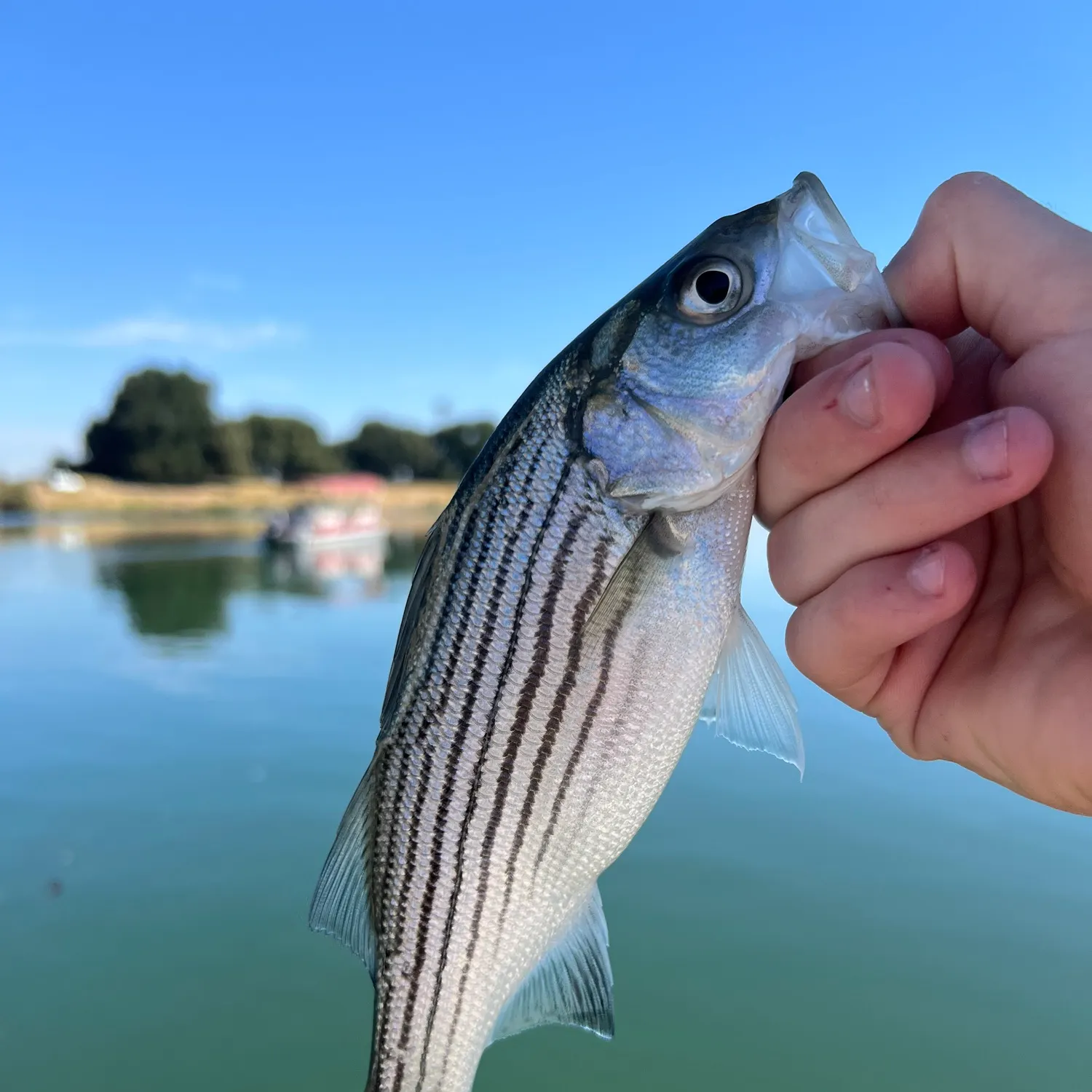 Striped bass caught on Fishbrain