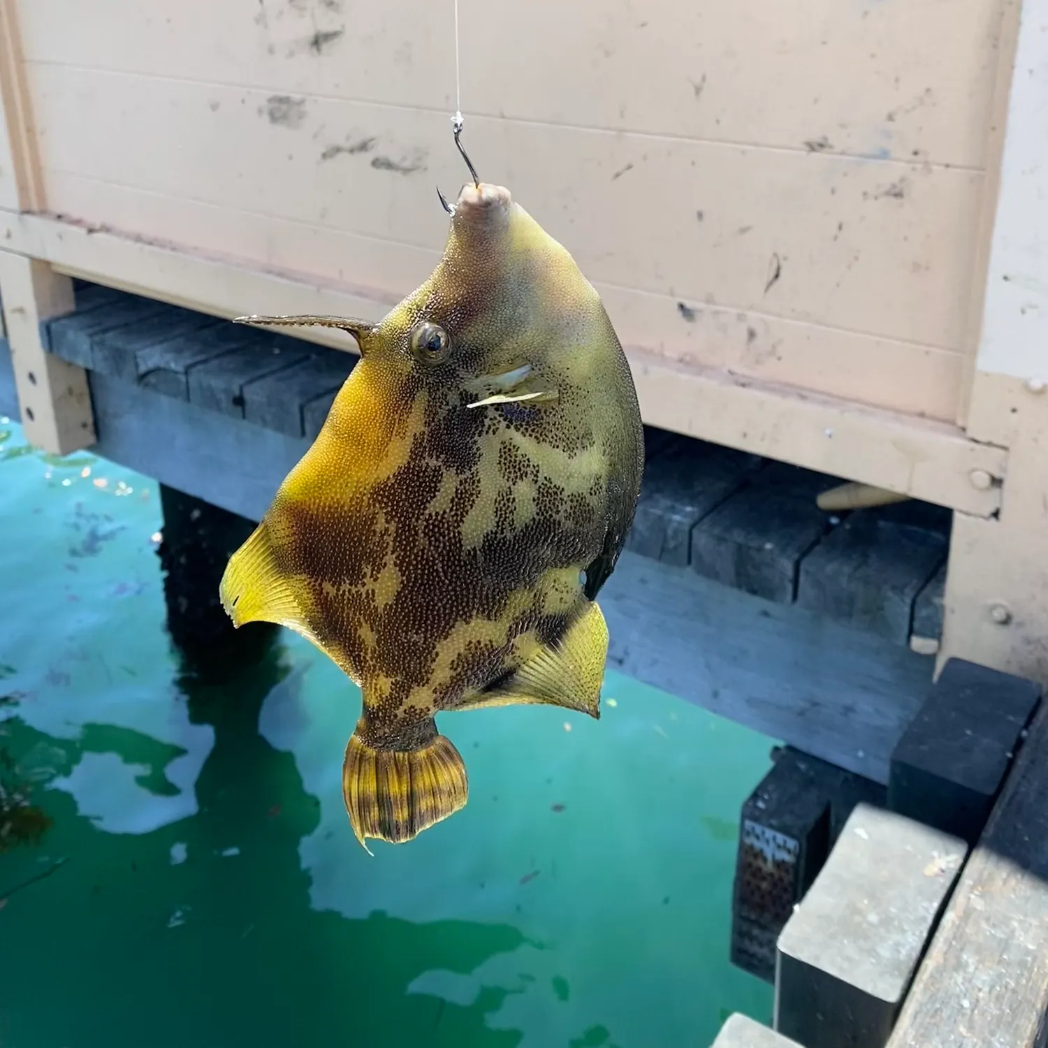 The most recent Black reef leatherjacket catches on Fishbrain