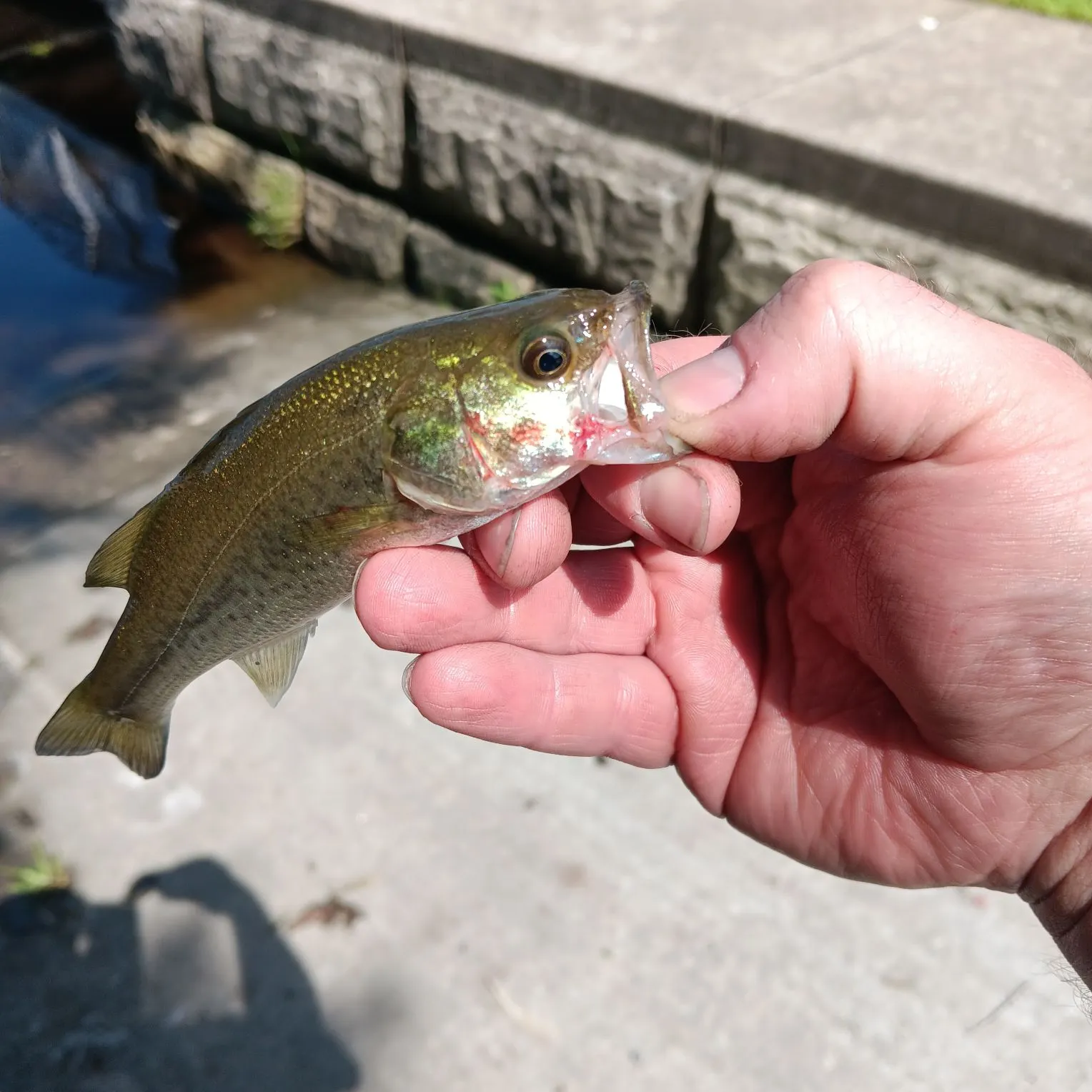 Largemouth bass caught on Fishbrain