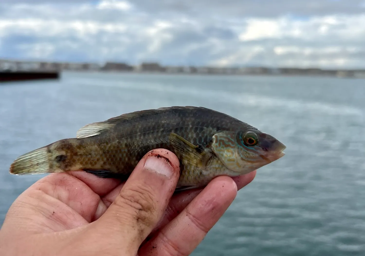 Corkwing wrasse