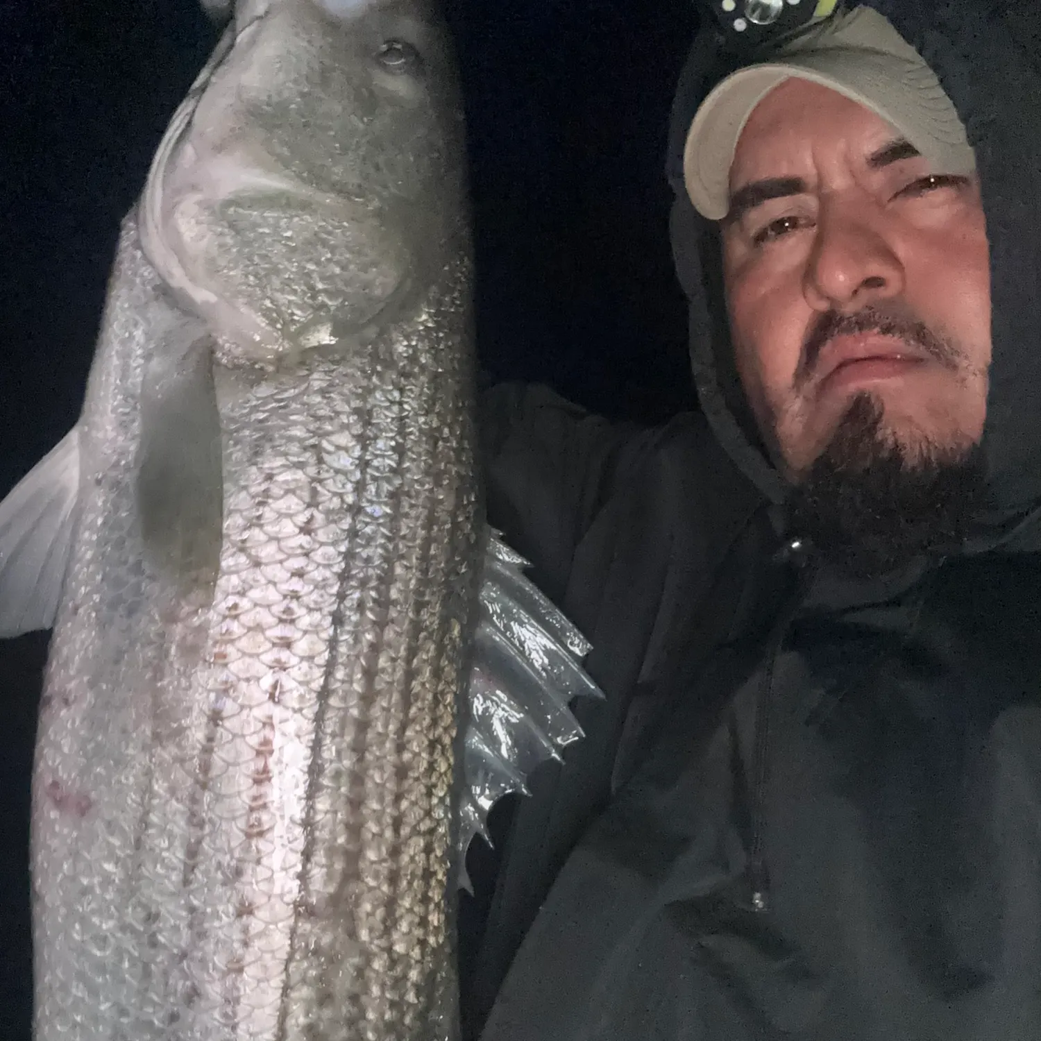 Striped bass caught on Fishbrain