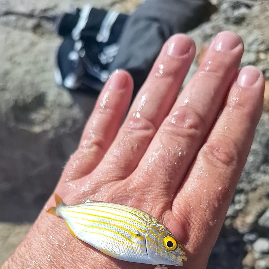 Salema porgy caught on Fishbrain