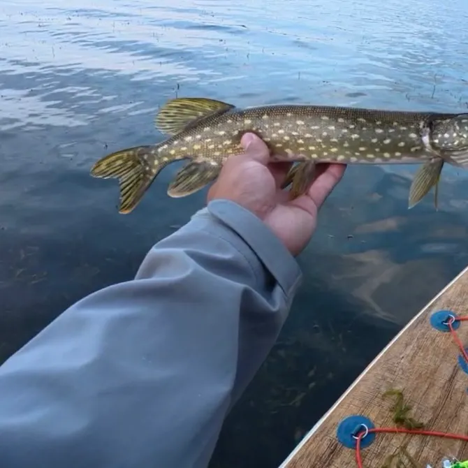 Northern pike caught on Fishbrain