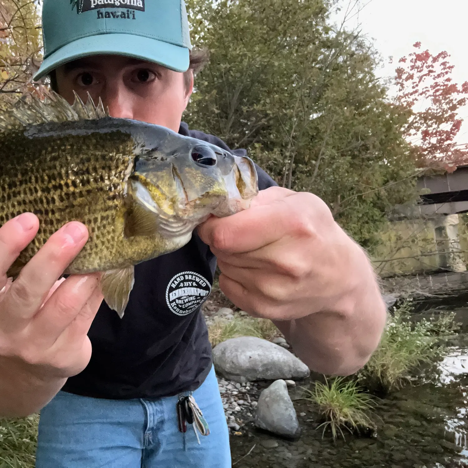 Rock bass caught on Fishbrain