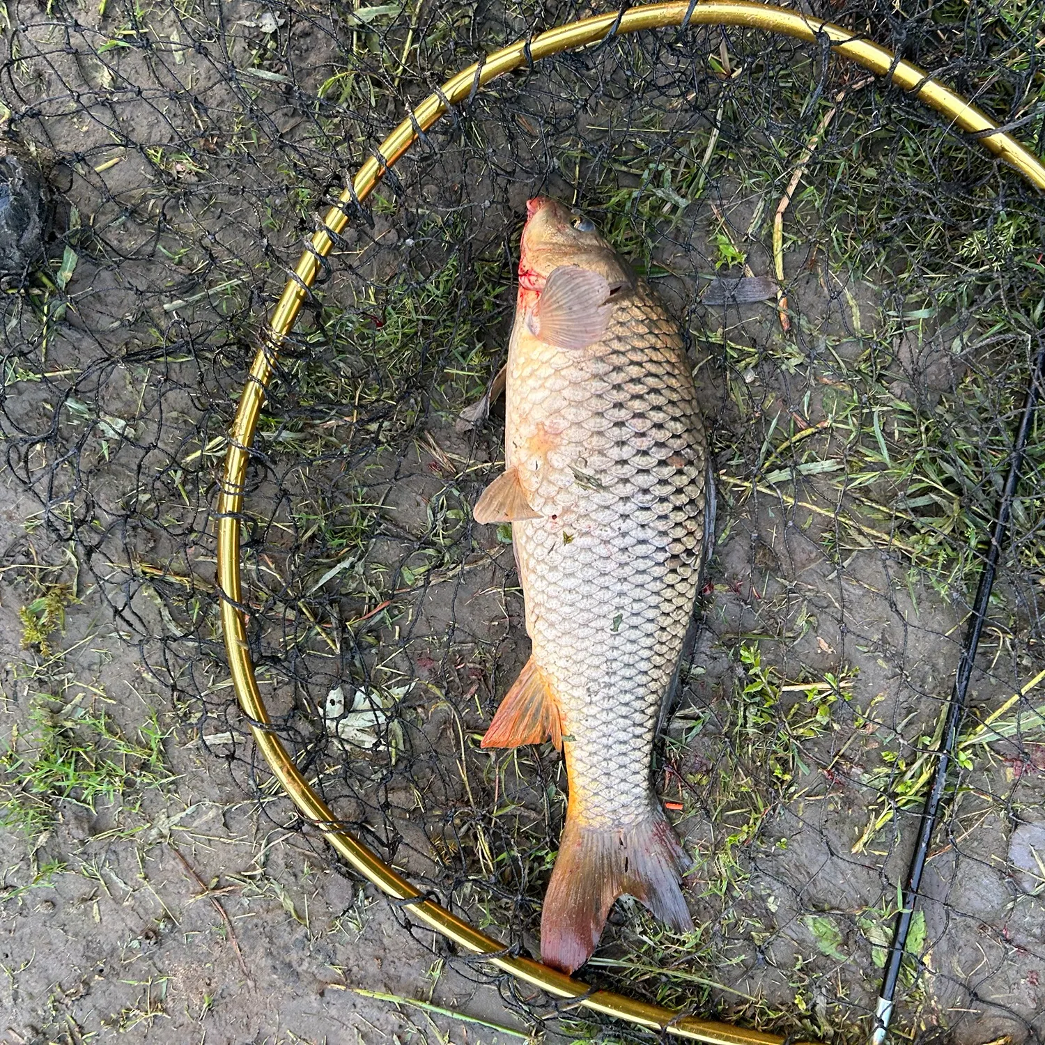 The most recent Koi x common carp catches on Fishbrain