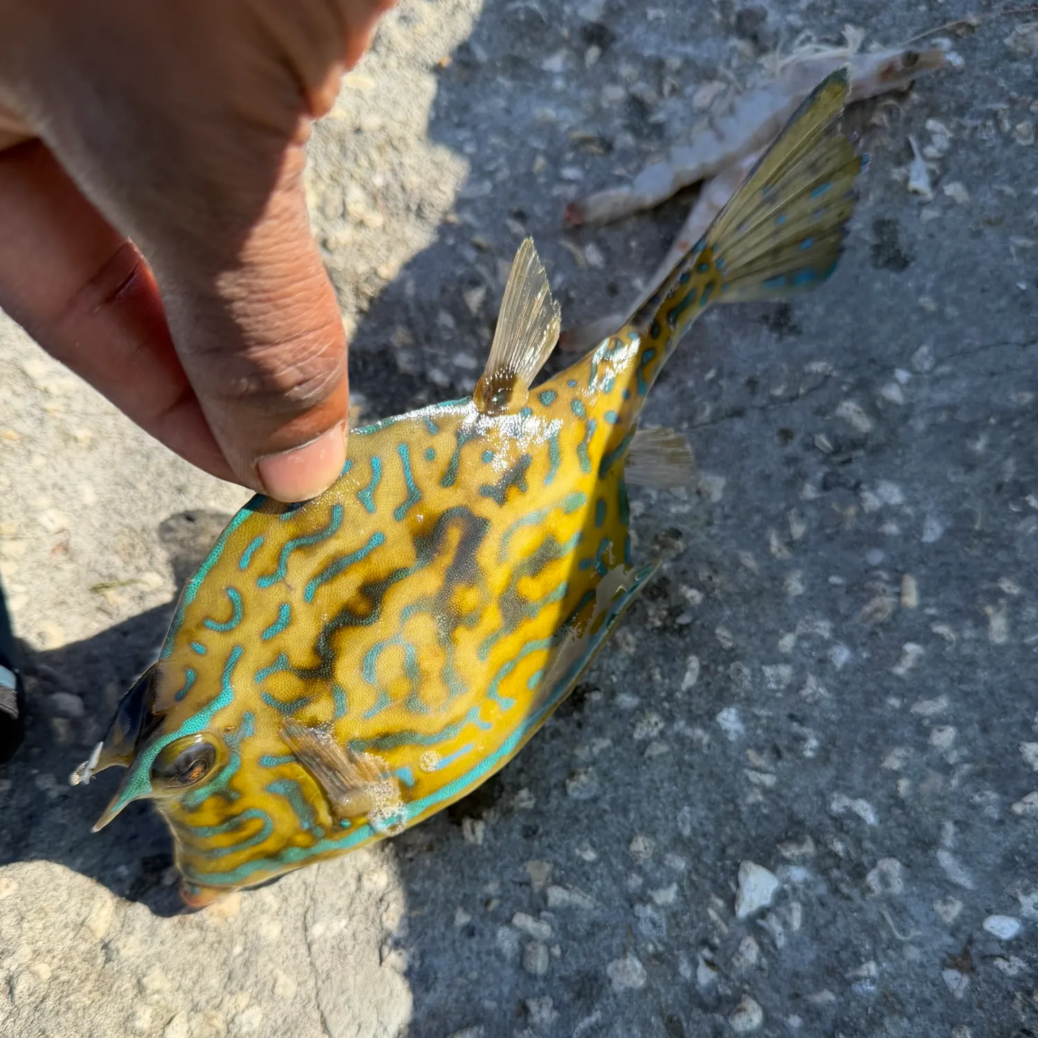 The most recent Scrawled cowfish catches on Fishbrain