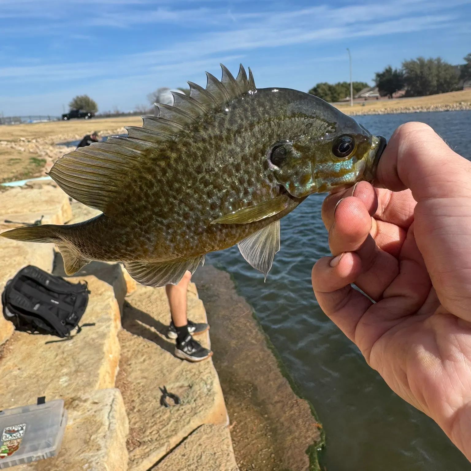 The most recent Greengill hybrid catches on Fishbrain