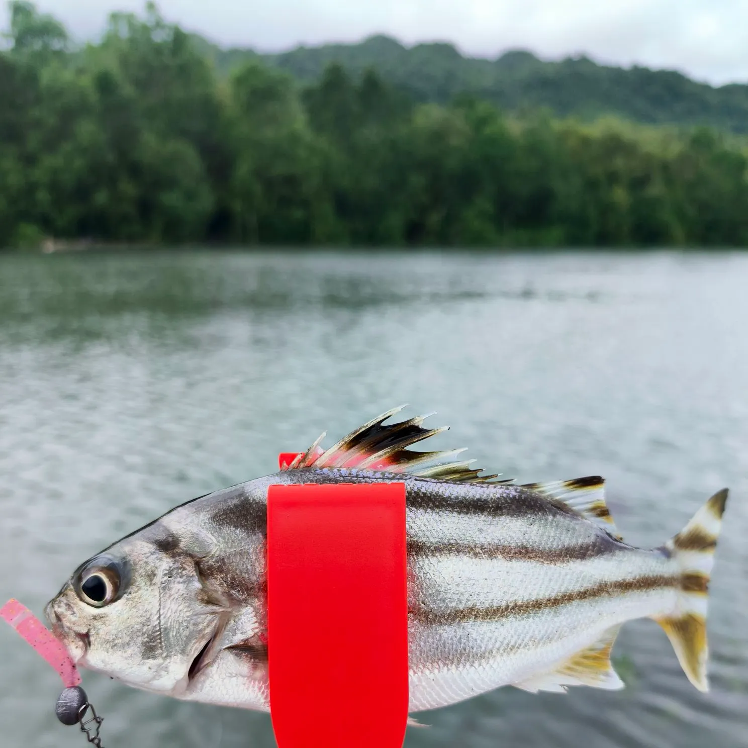 The most recent Jarbua terapon catches on Fishbrain