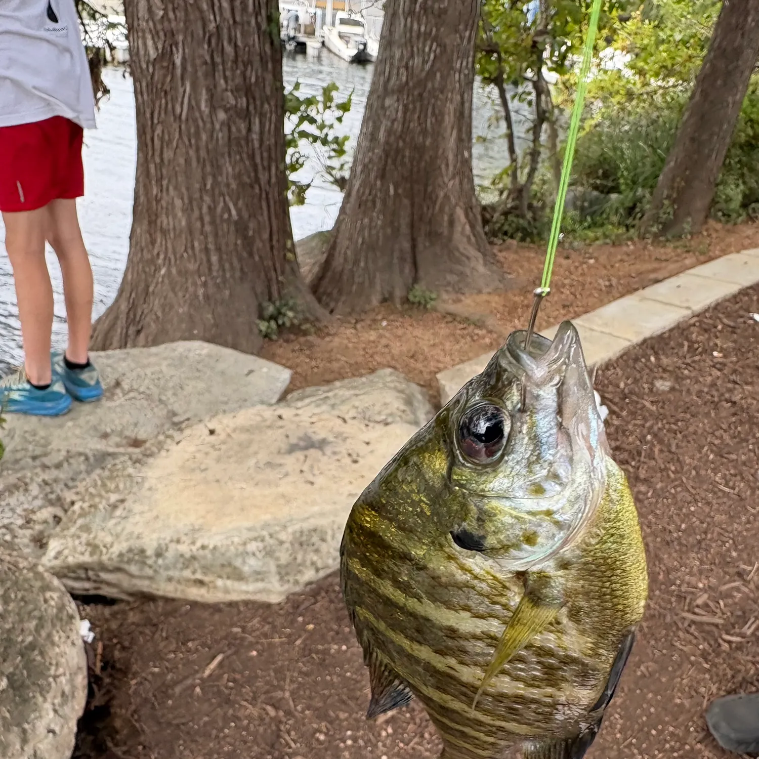 Bluegill caught on Fishbrain