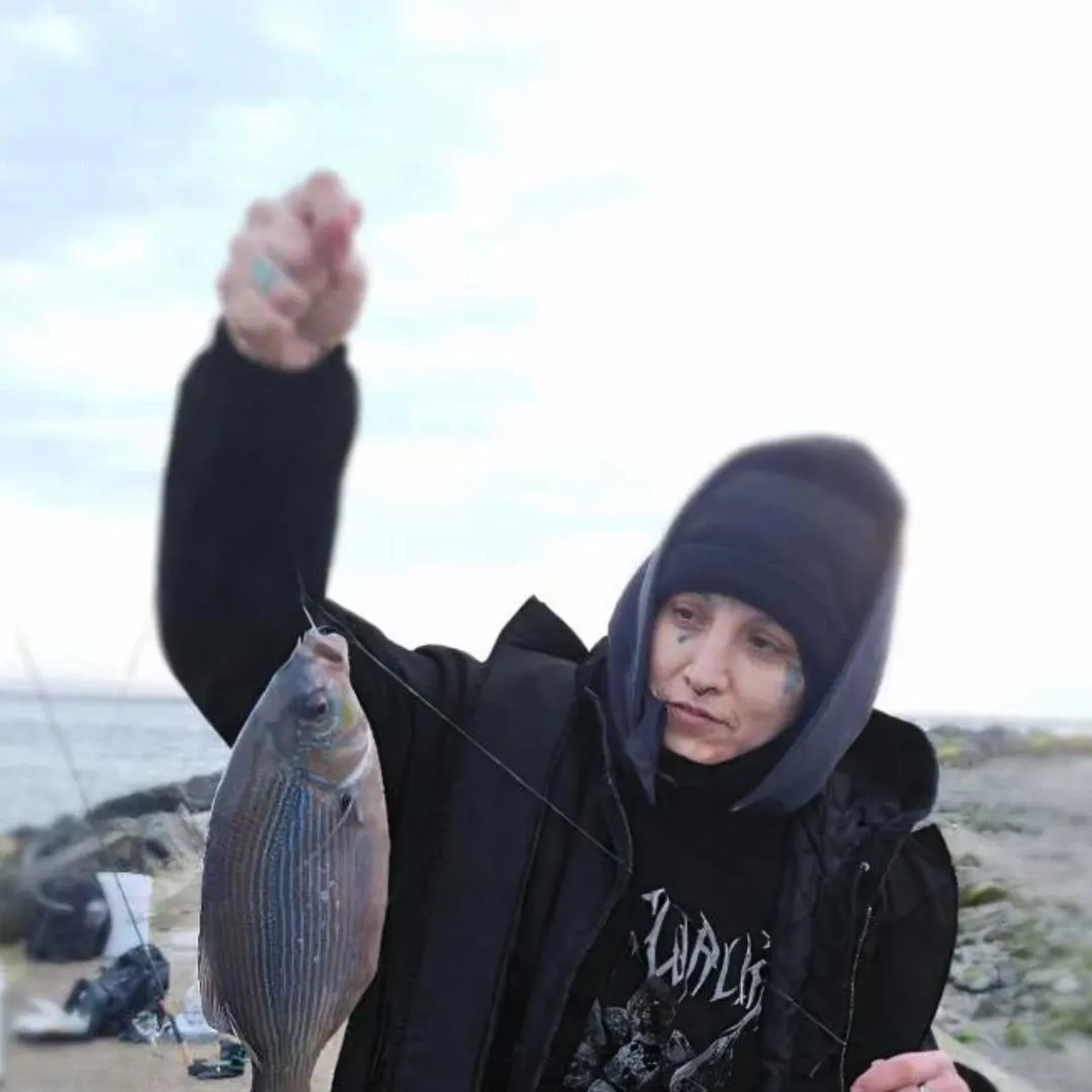 The most recent Striped seaperch catches on Fishbrain