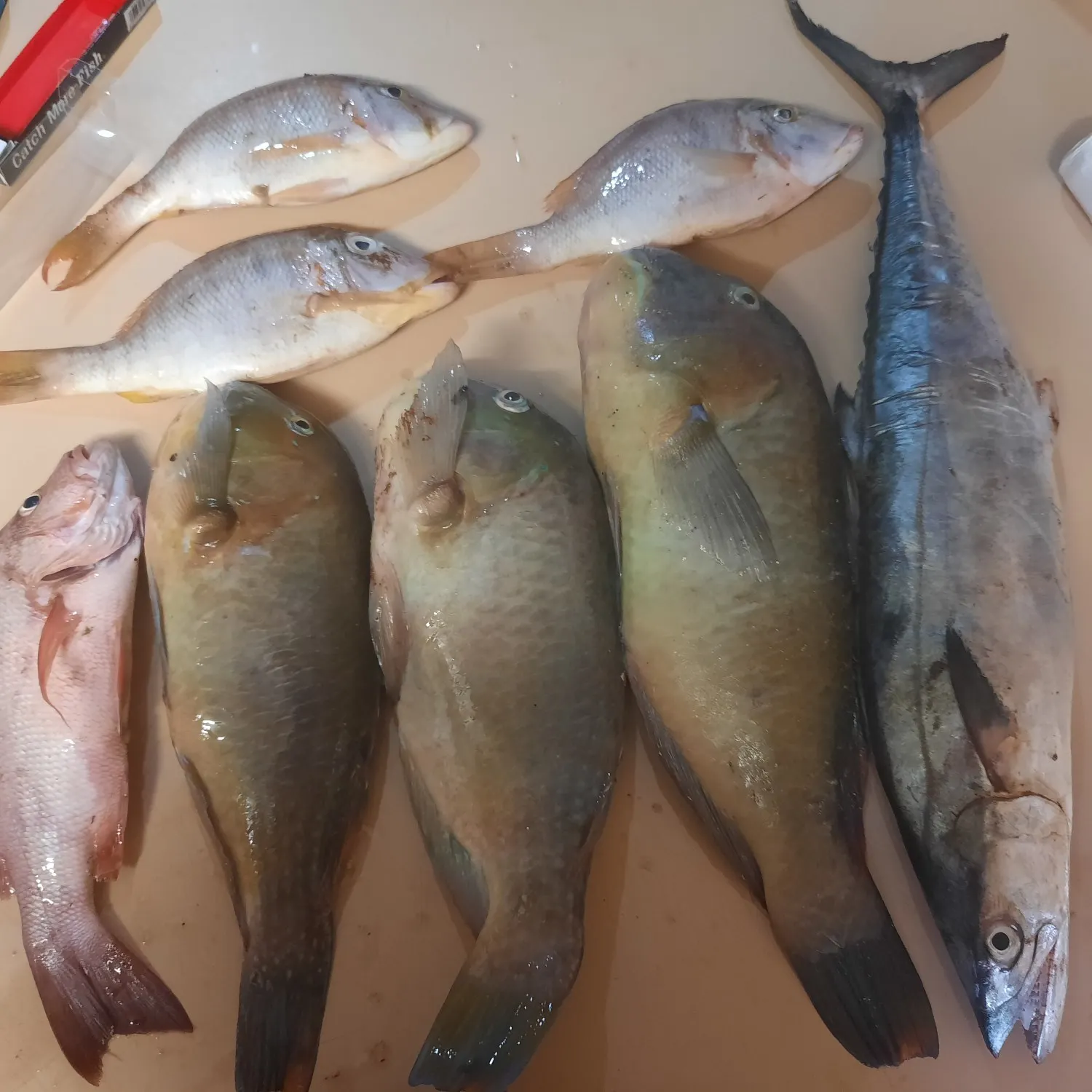 recently logged catches