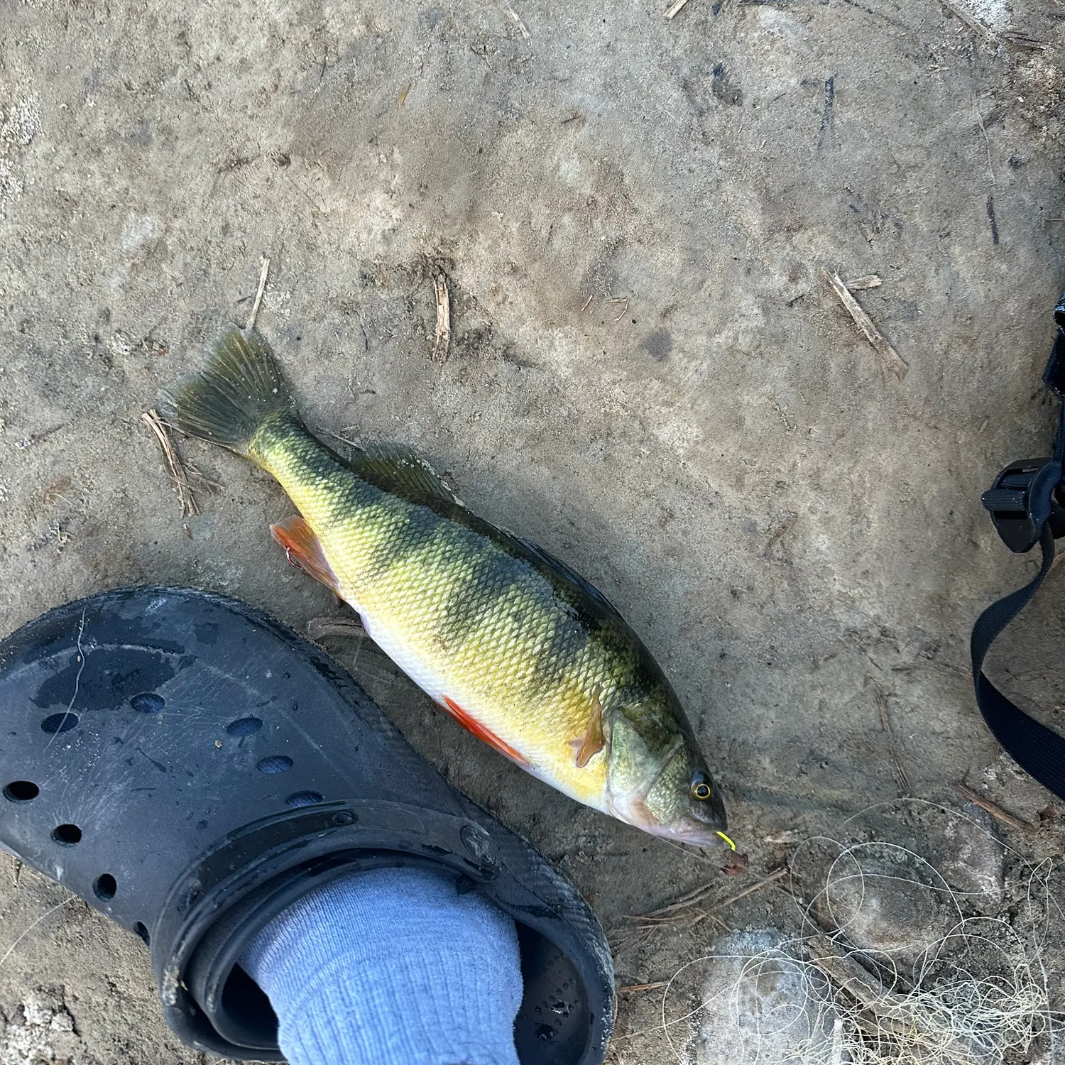 Yellow perch caught on Fishbrain