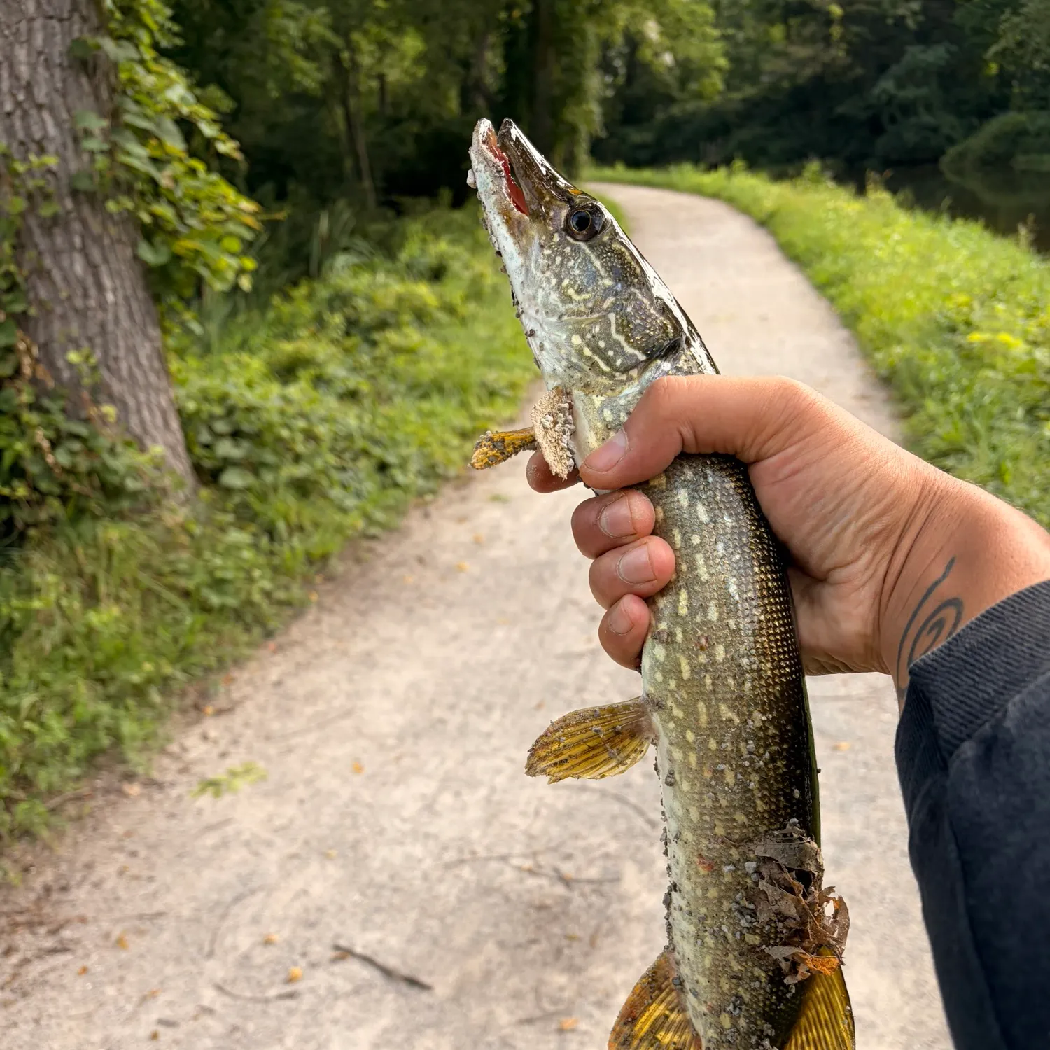 Northern pike caught on Fishbrain