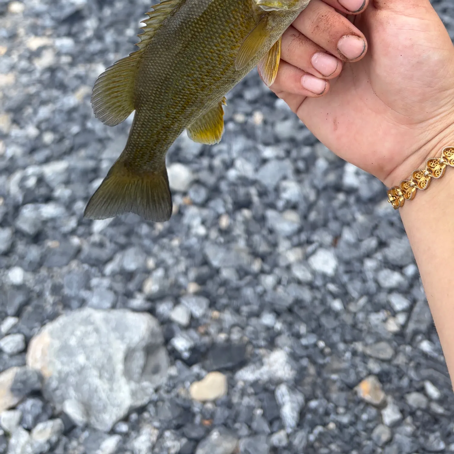 Smallmouth bass caught on Fishbrain