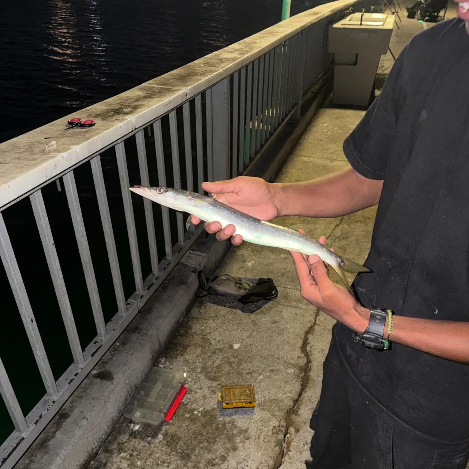 Pacific barracuda caught on Fishbrain