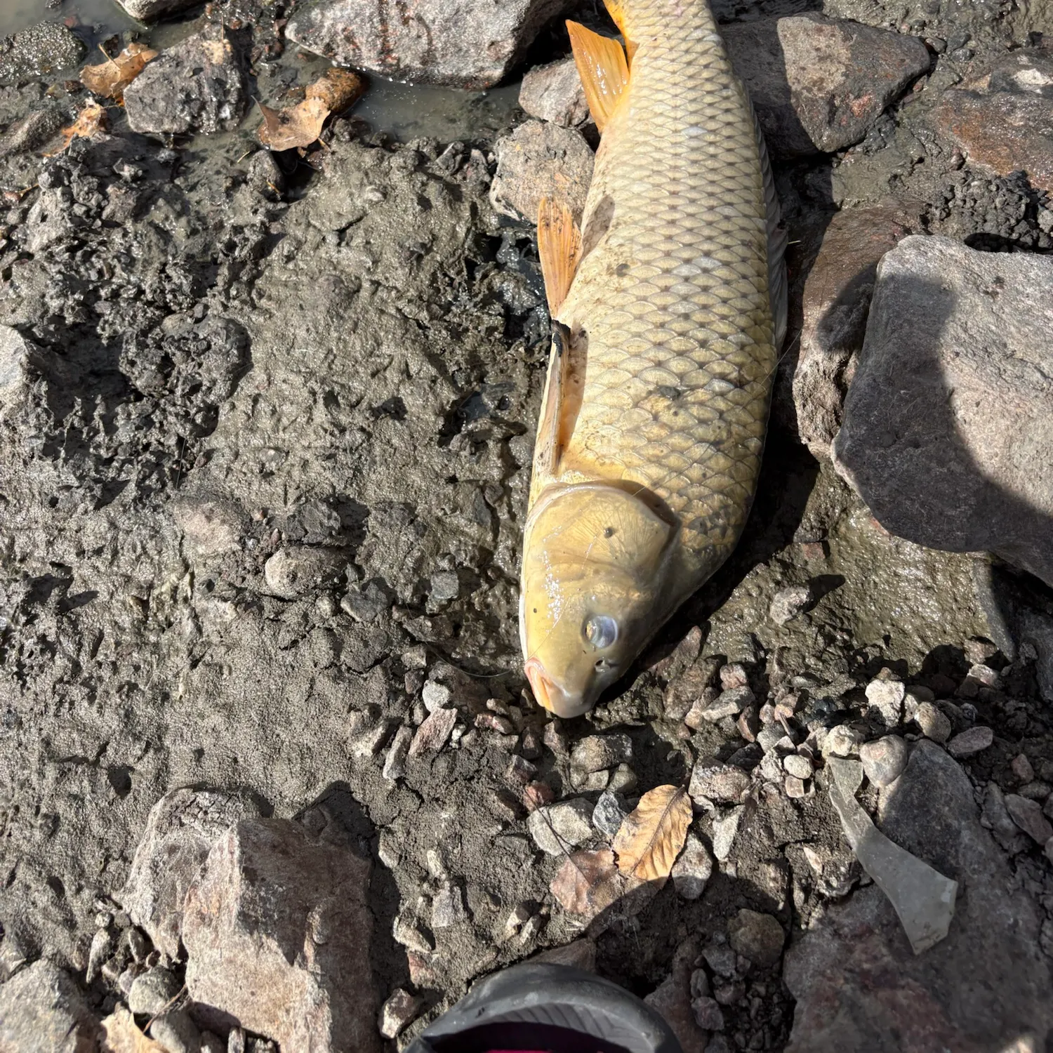 Fish caught on Fishbrain