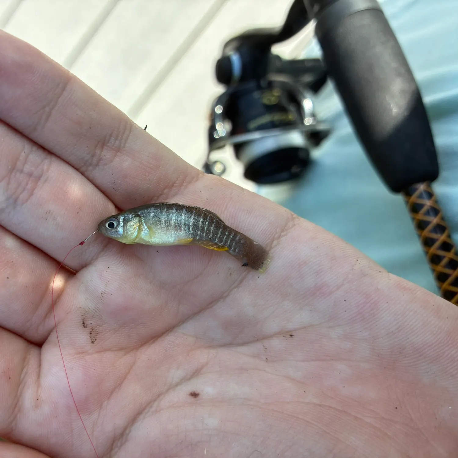 The most recent Gulf killifish catches on Fishbrain