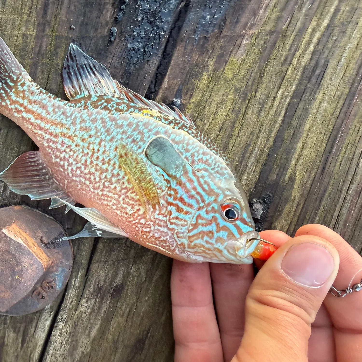 Longear sunfish caught on Fishbrain