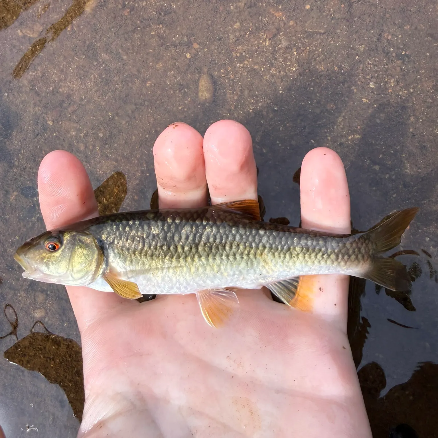 The most recent Bull chub catches on Fishbrain