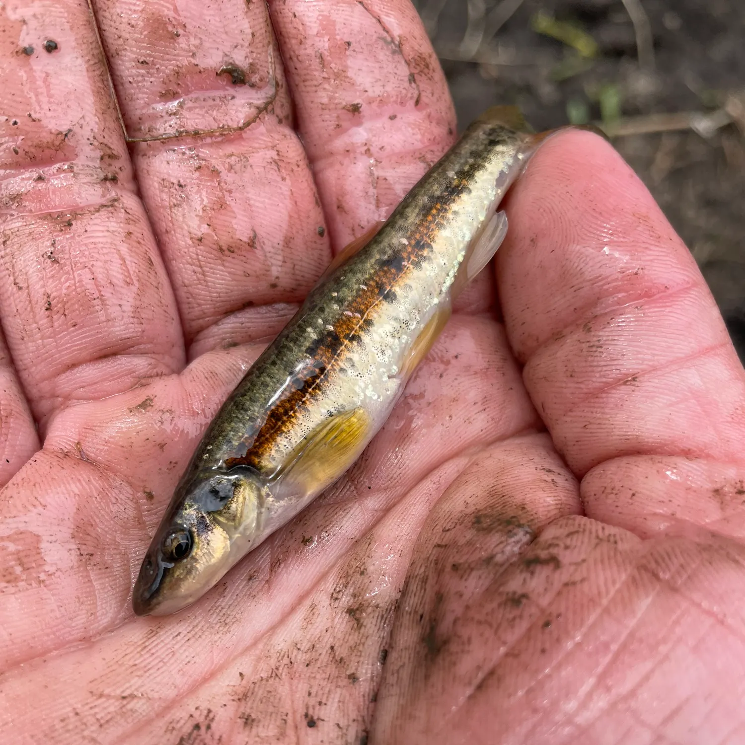 The most recent Blacknose shiner catches on Fishbrain