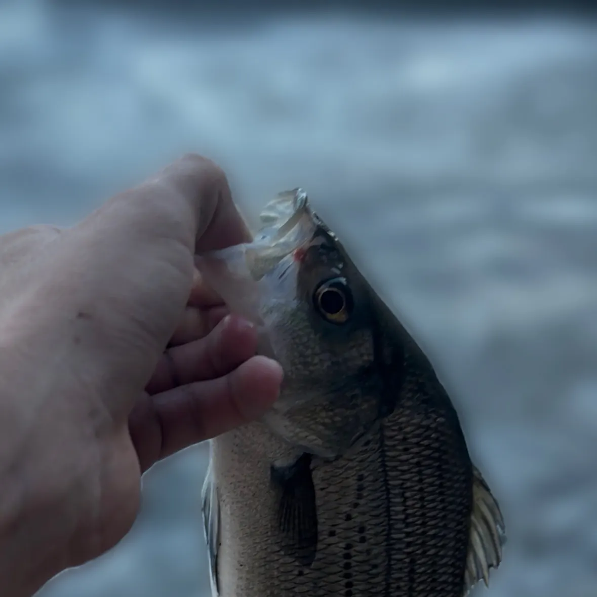 White bass caught on Fishbrain