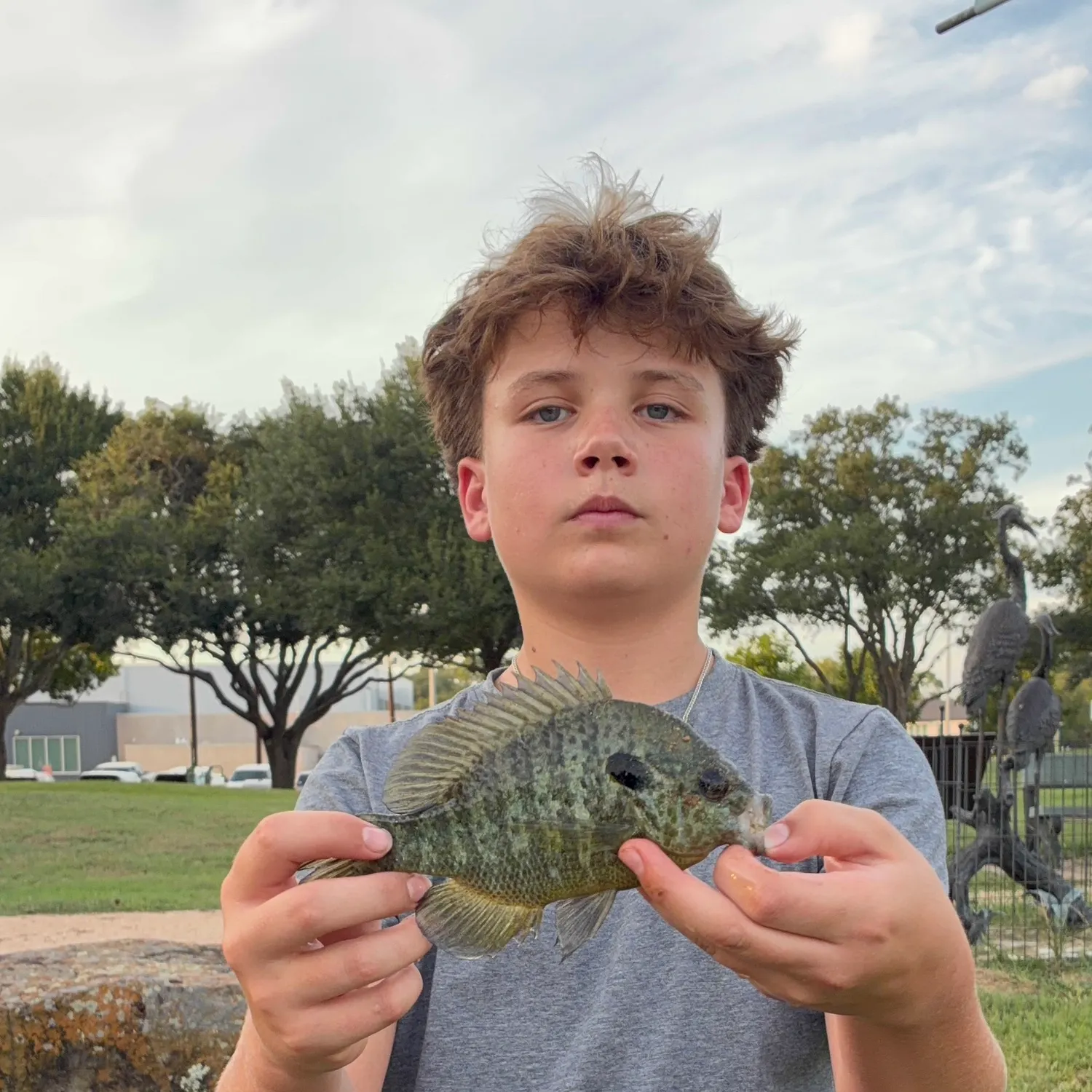 Redear sunfish caught on Fishbrain