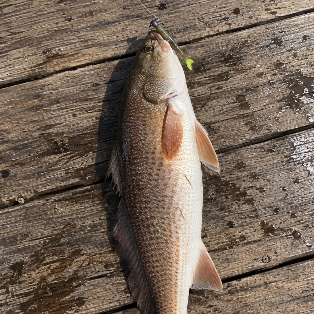 Red drum caught on Fishbrain