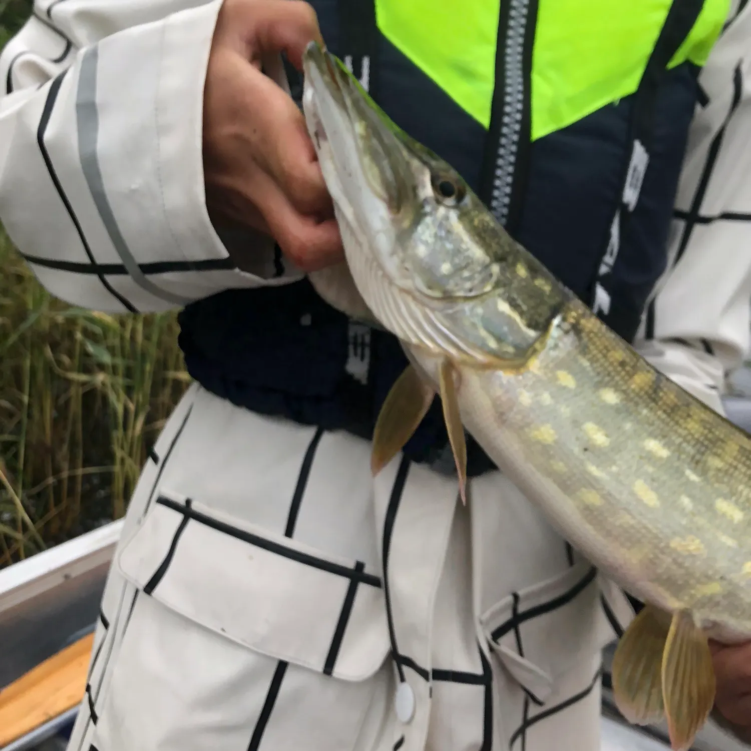 Northern pike caught on Fishbrain