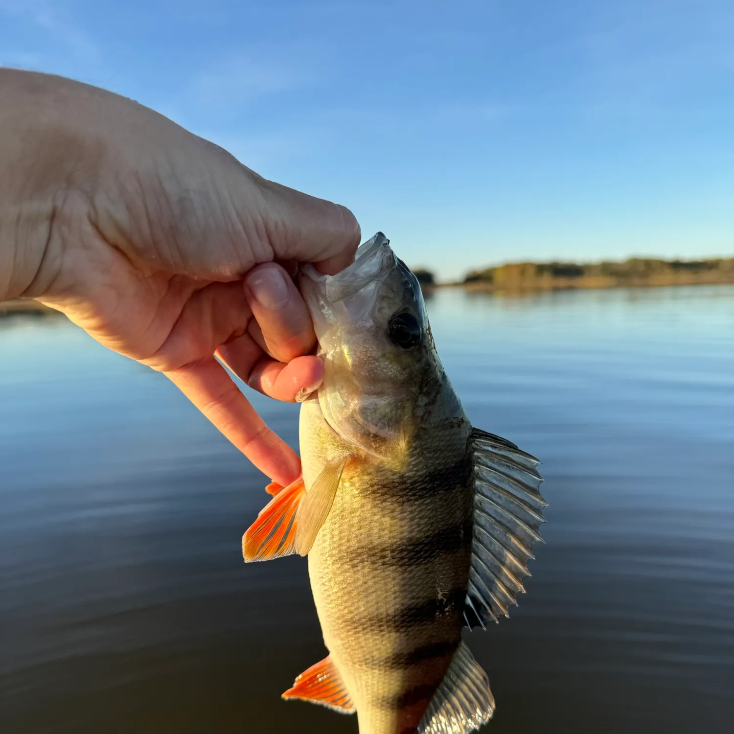 European perch caught on Fishbrain