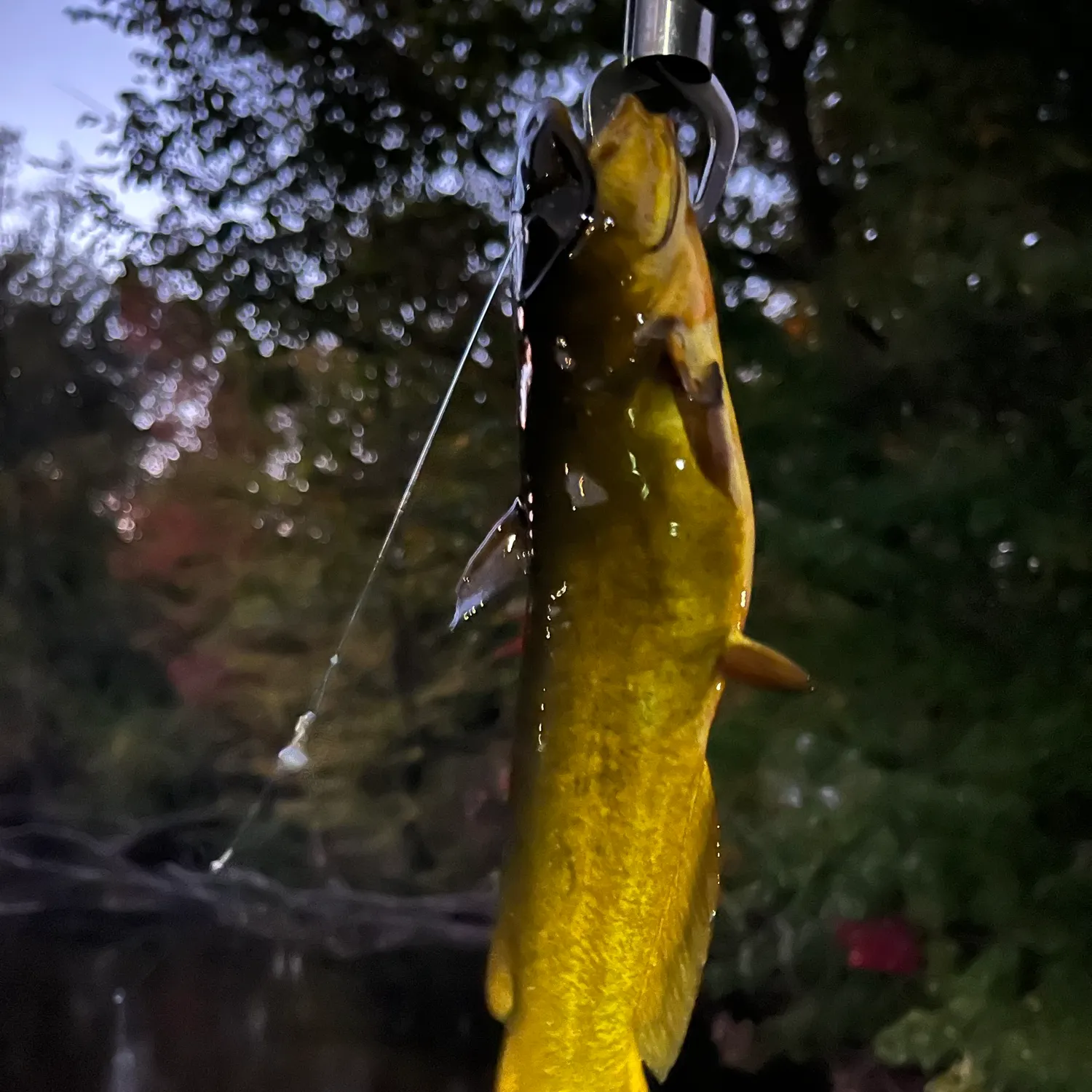 Yellow bullhead caught on Fishbrain