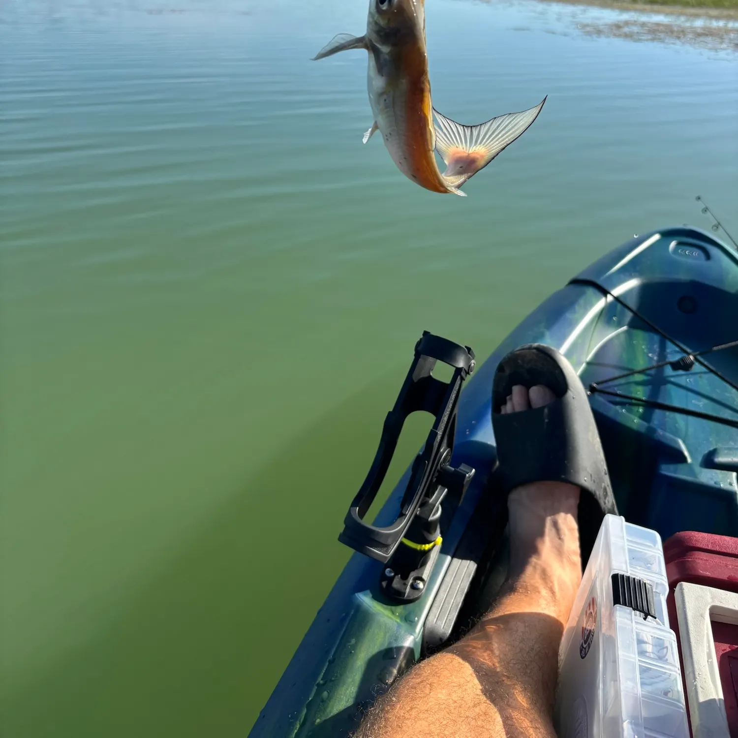 Channel catfish caught on Fishbrain