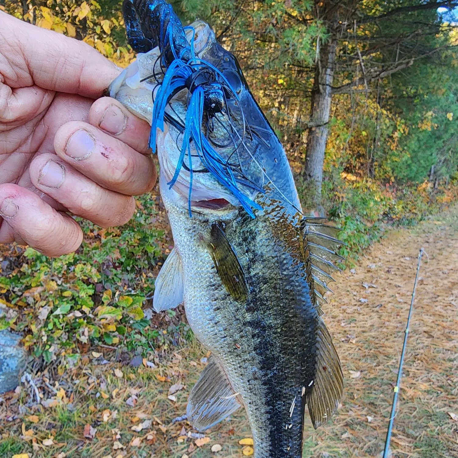 Largemouth bass caught on Fishbrain