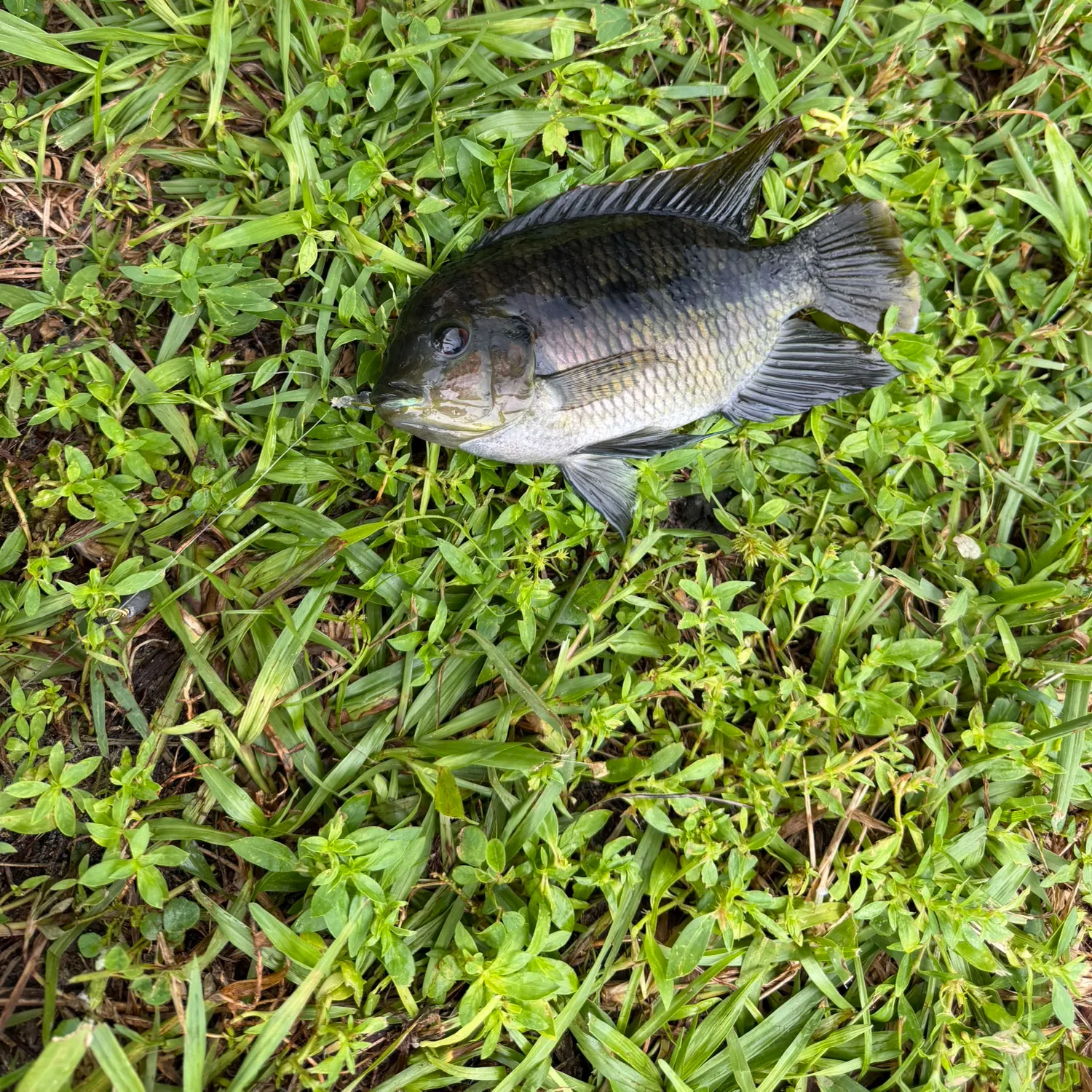Spotted tilapia caught on Fishbrain