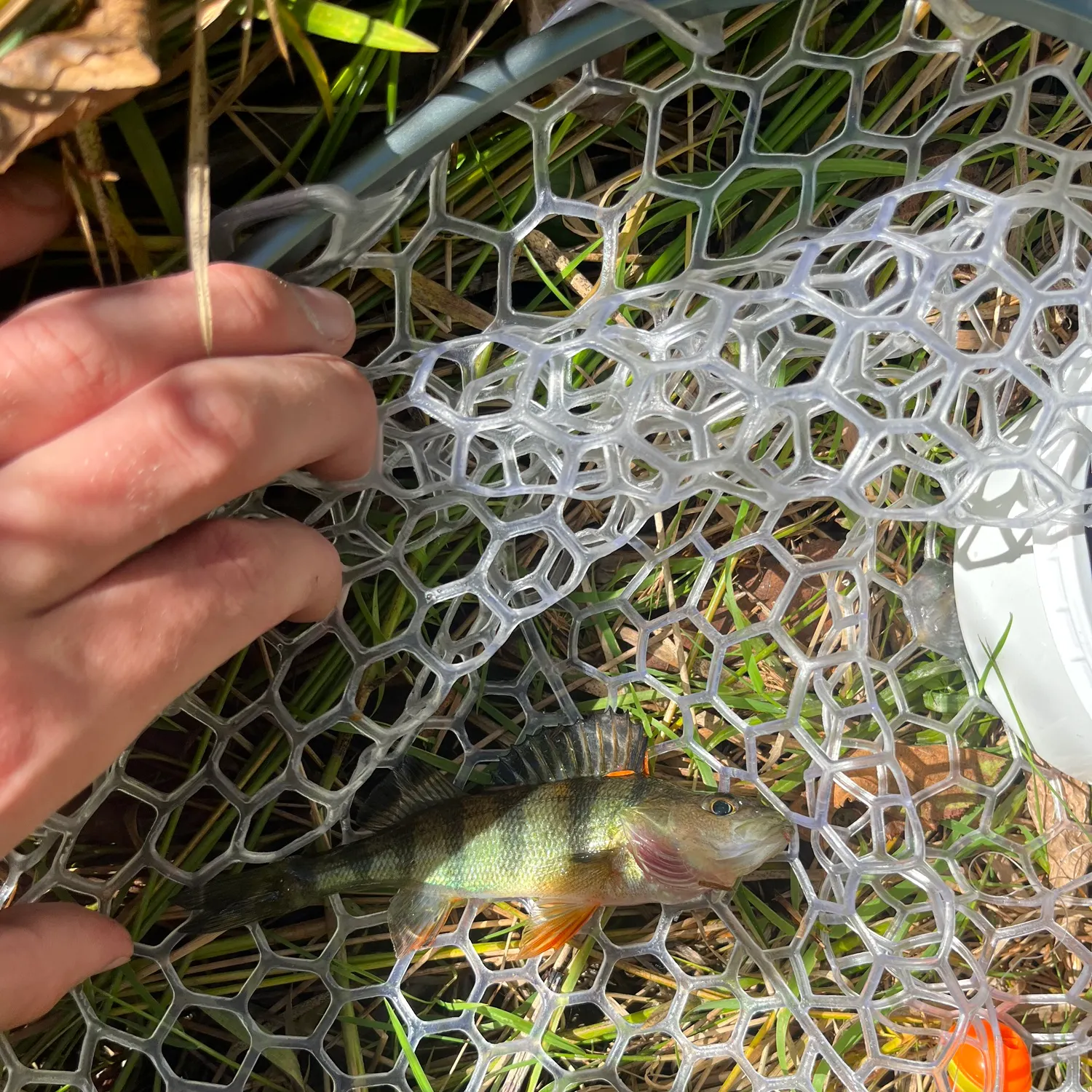 Yellow perch caught on Fishbrain