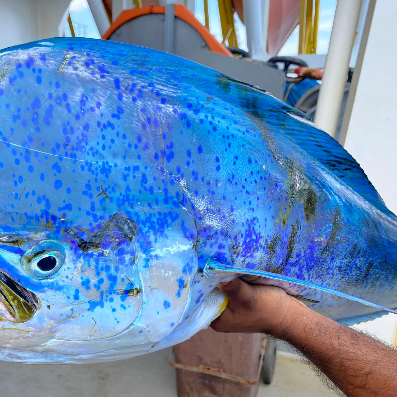 Fishing in India ️️️️ Explore the best fishing spots and areas