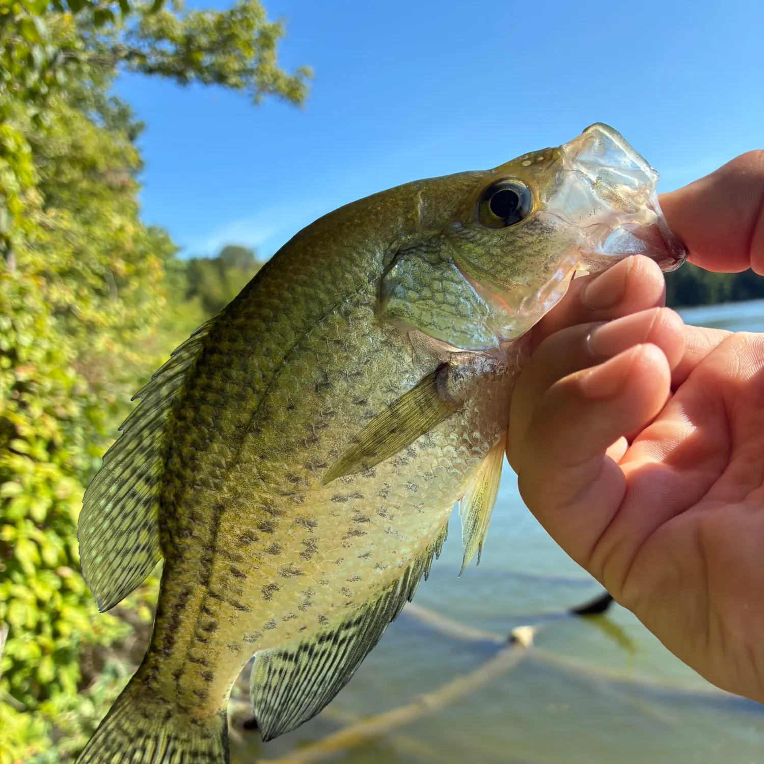Black crappie caught on Fishbrain