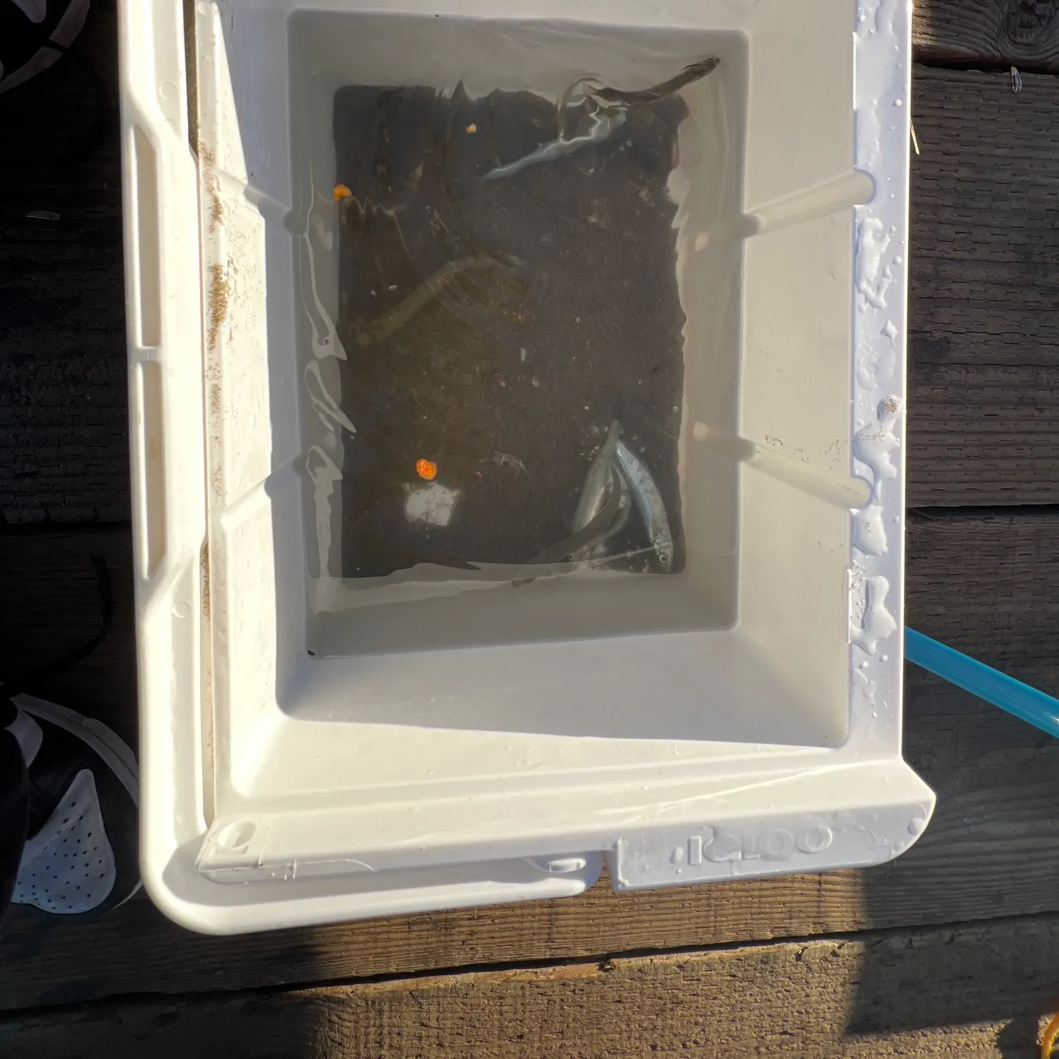 The most recent Longspined bullhead catches on Fishbrain