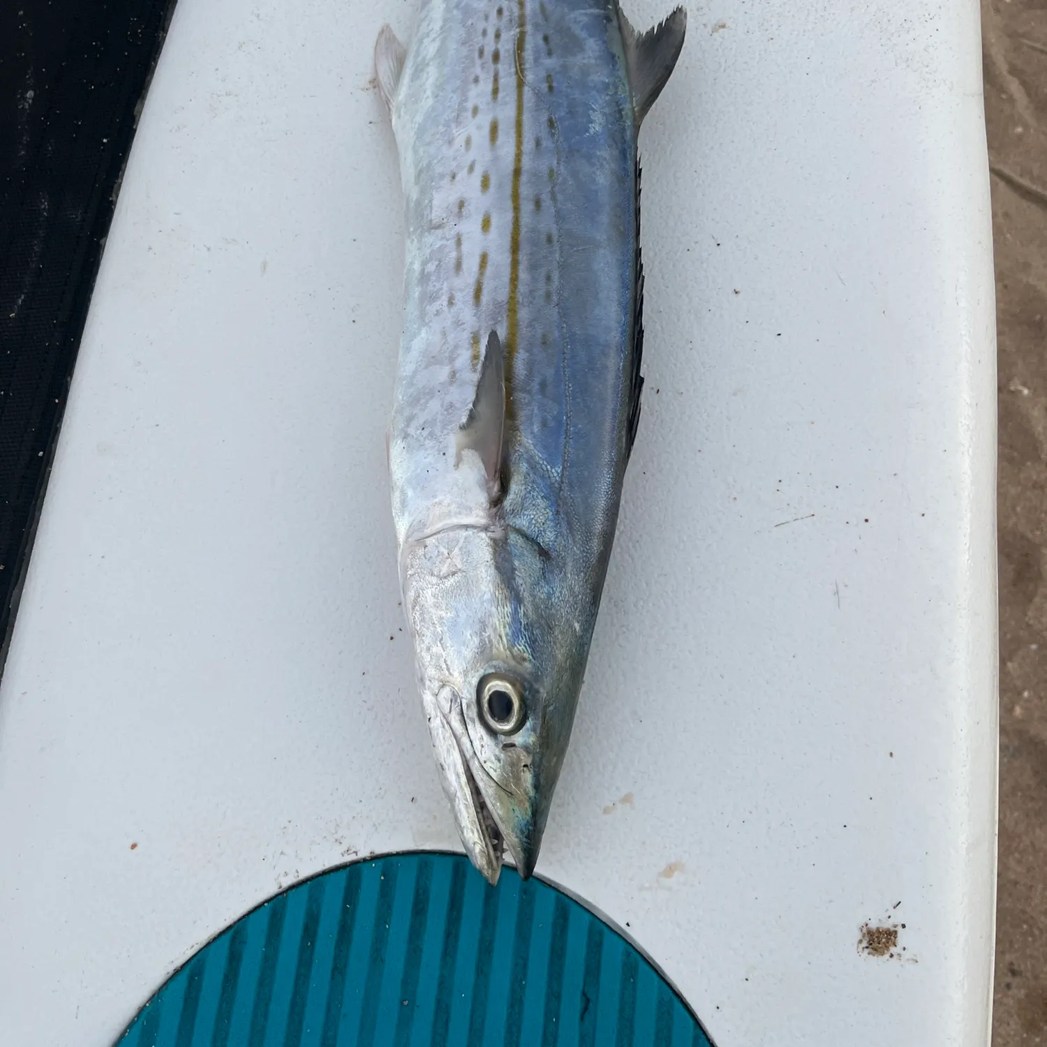 The most recent Cero mackerel catches on Fishbrain