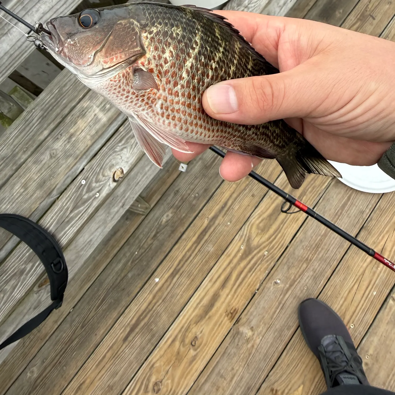 The most recent Mangrove snapper catches on Fishbrain