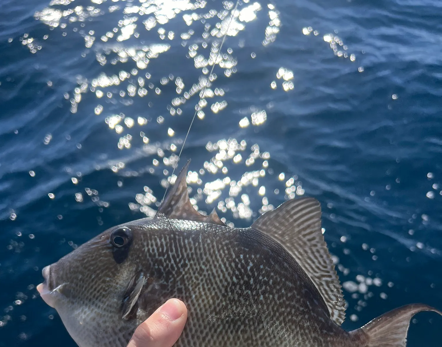 Grey triggerfish