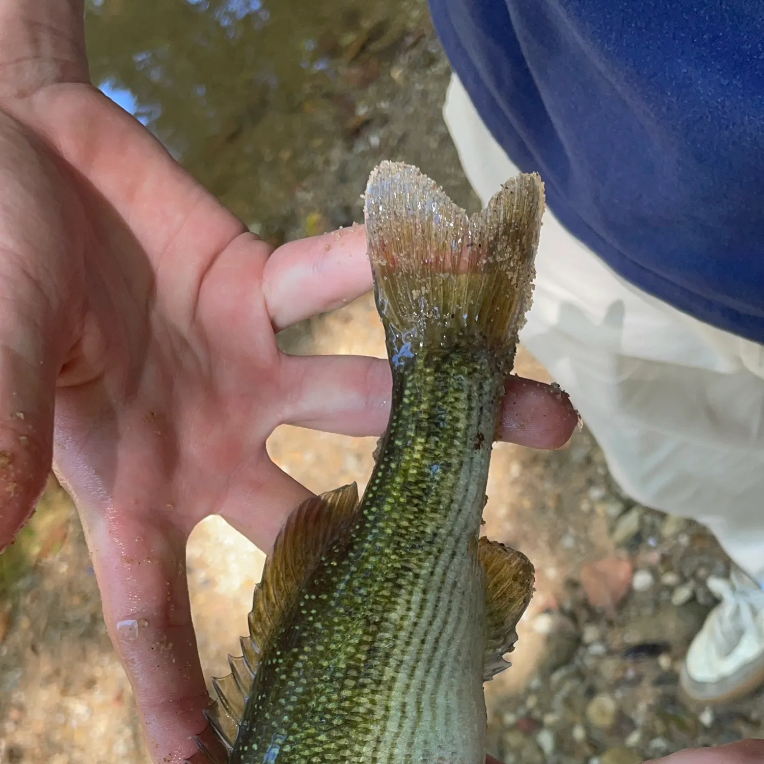 The most recent Tallapoosa bass catches on Fishbrain
