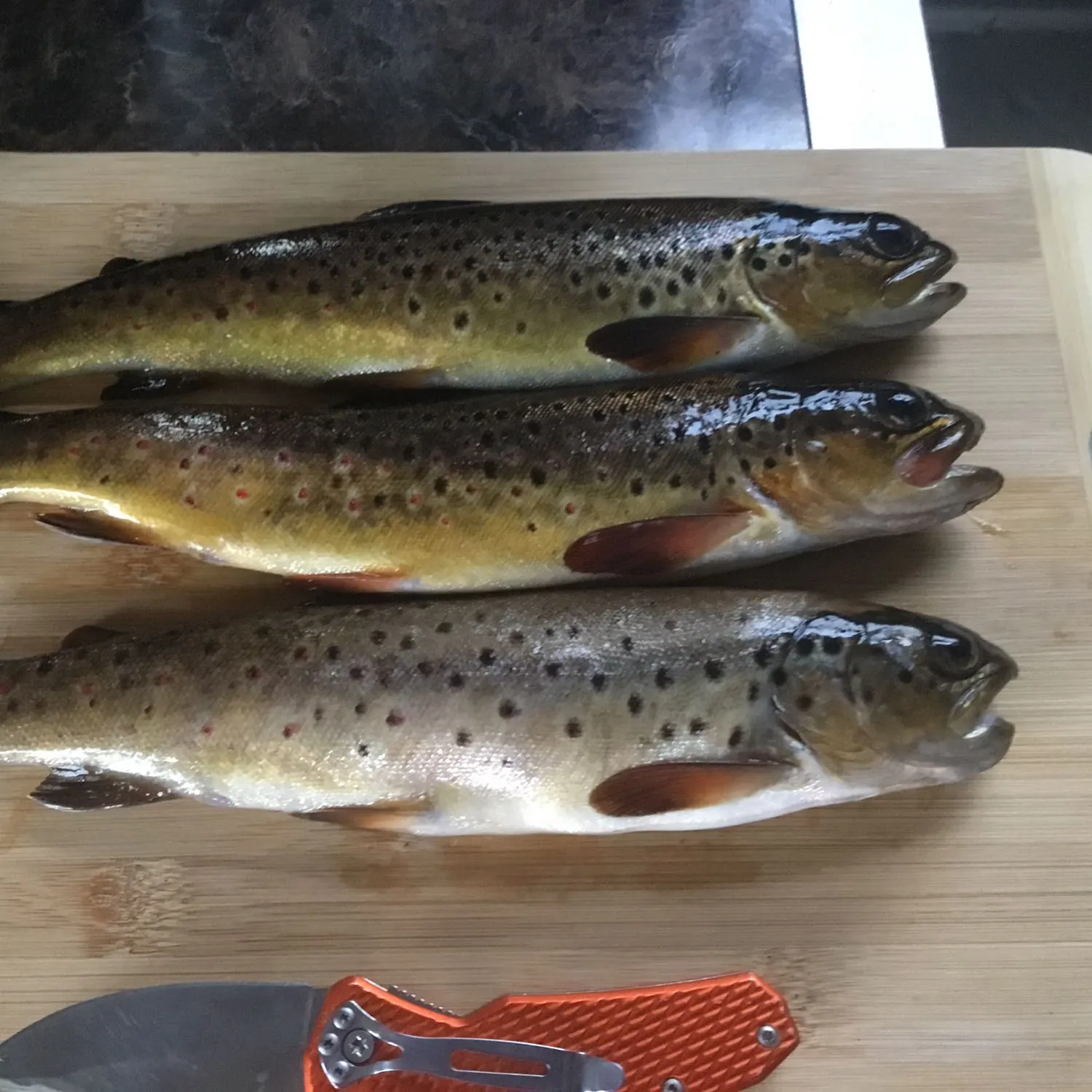 recently logged catches