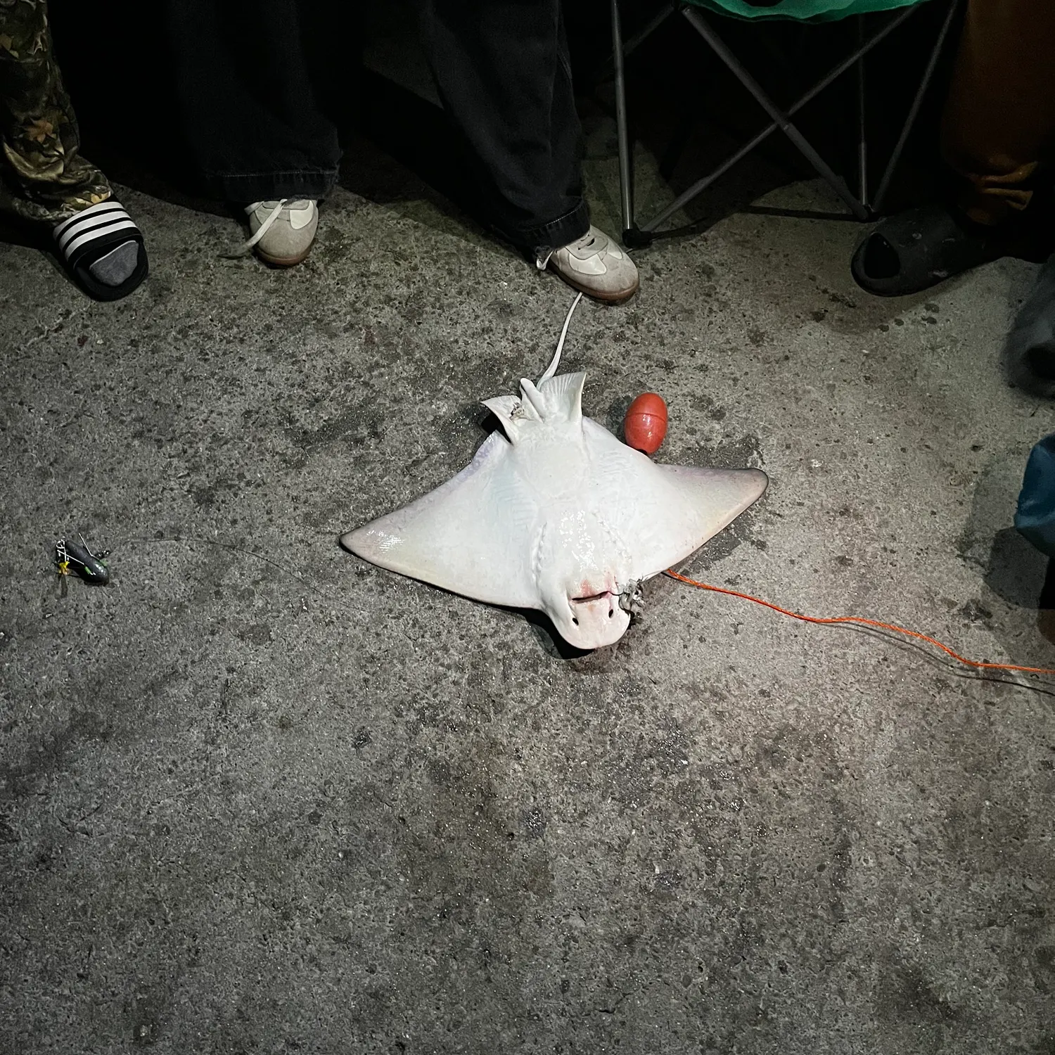 Bat eagle ray caught on Fishbrain