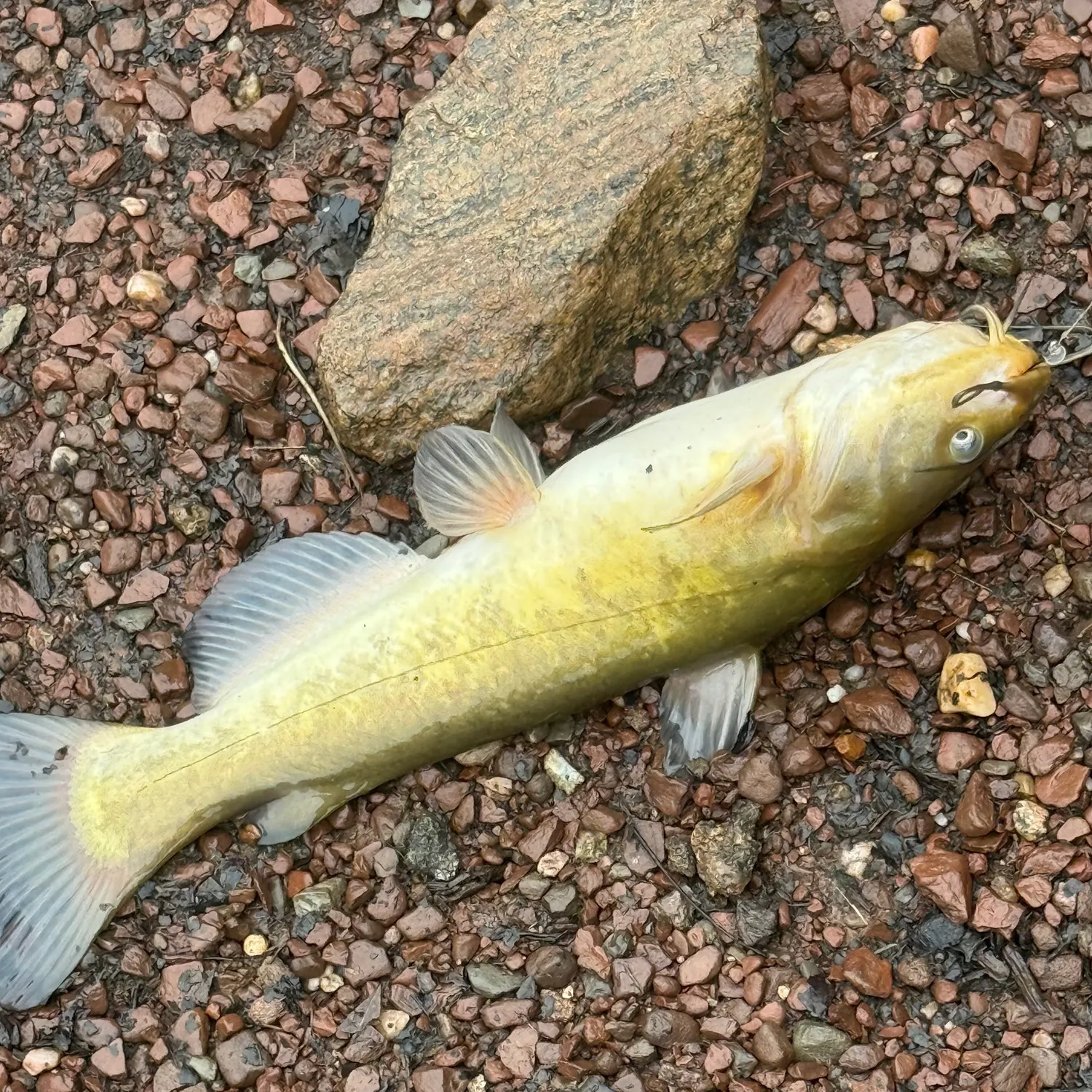 Yellow bullhead caught on Fishbrain